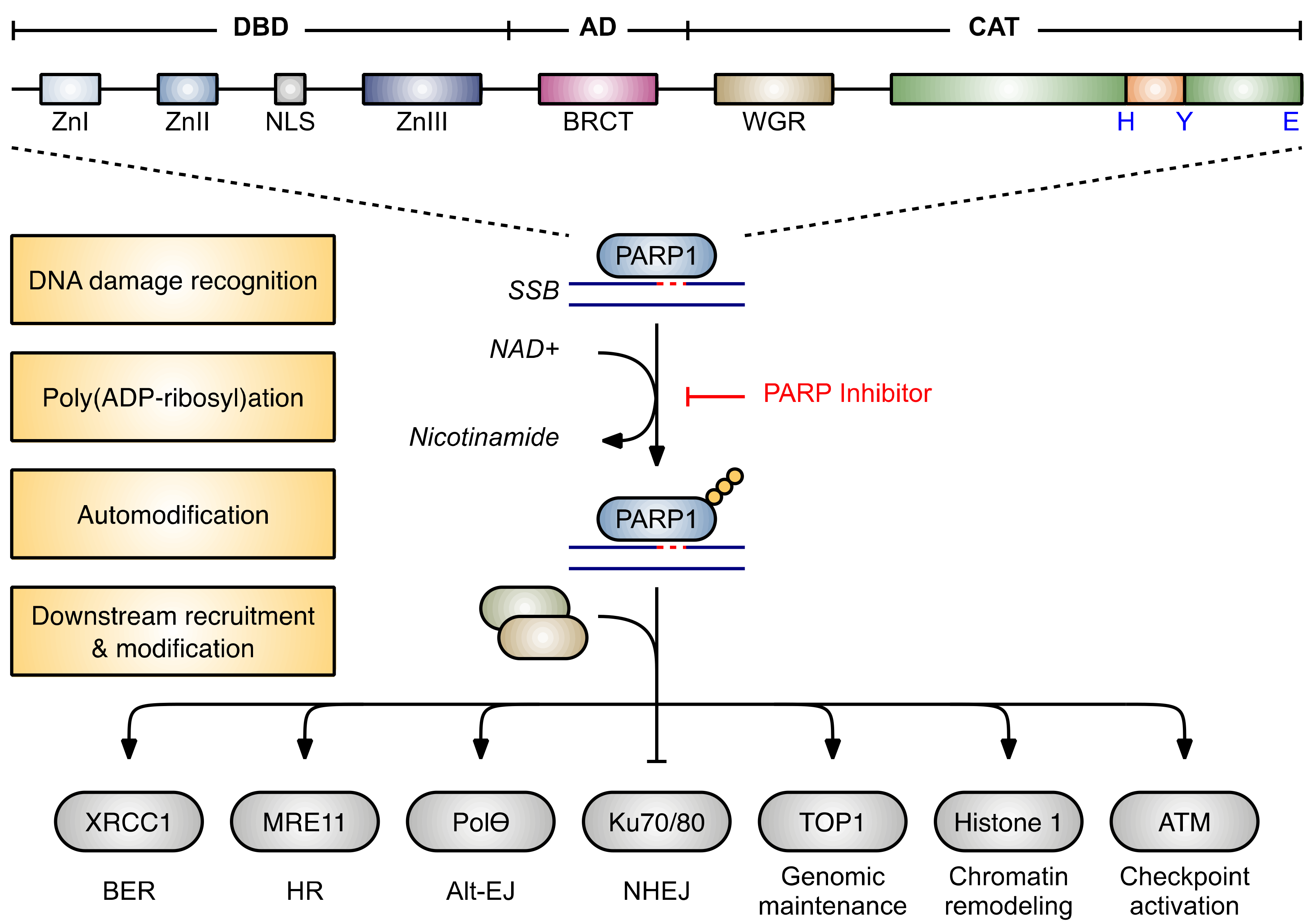 Cancers 13 06385 g001 Cancers 13 06385 g001