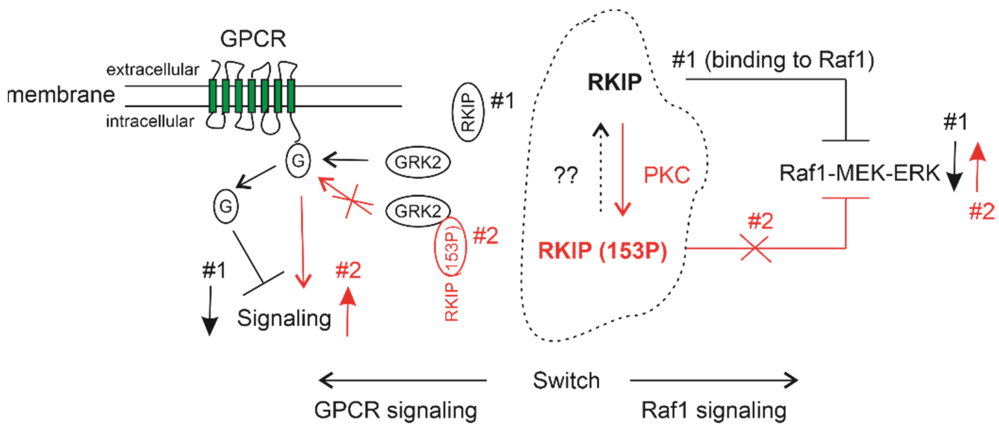 Cancers 13 06388 g002