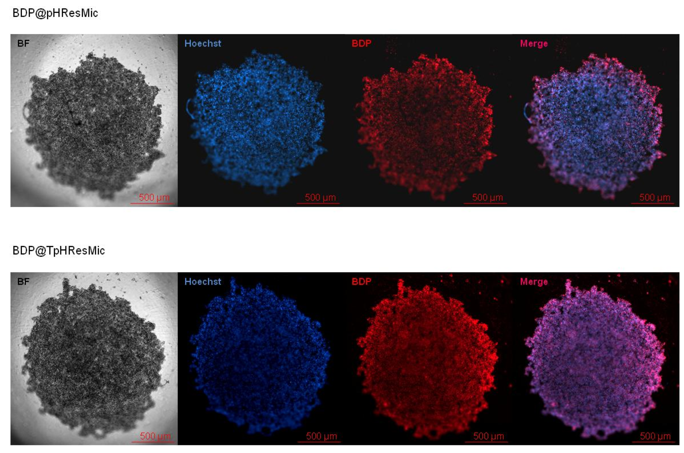 Cancers 14 00005 g009