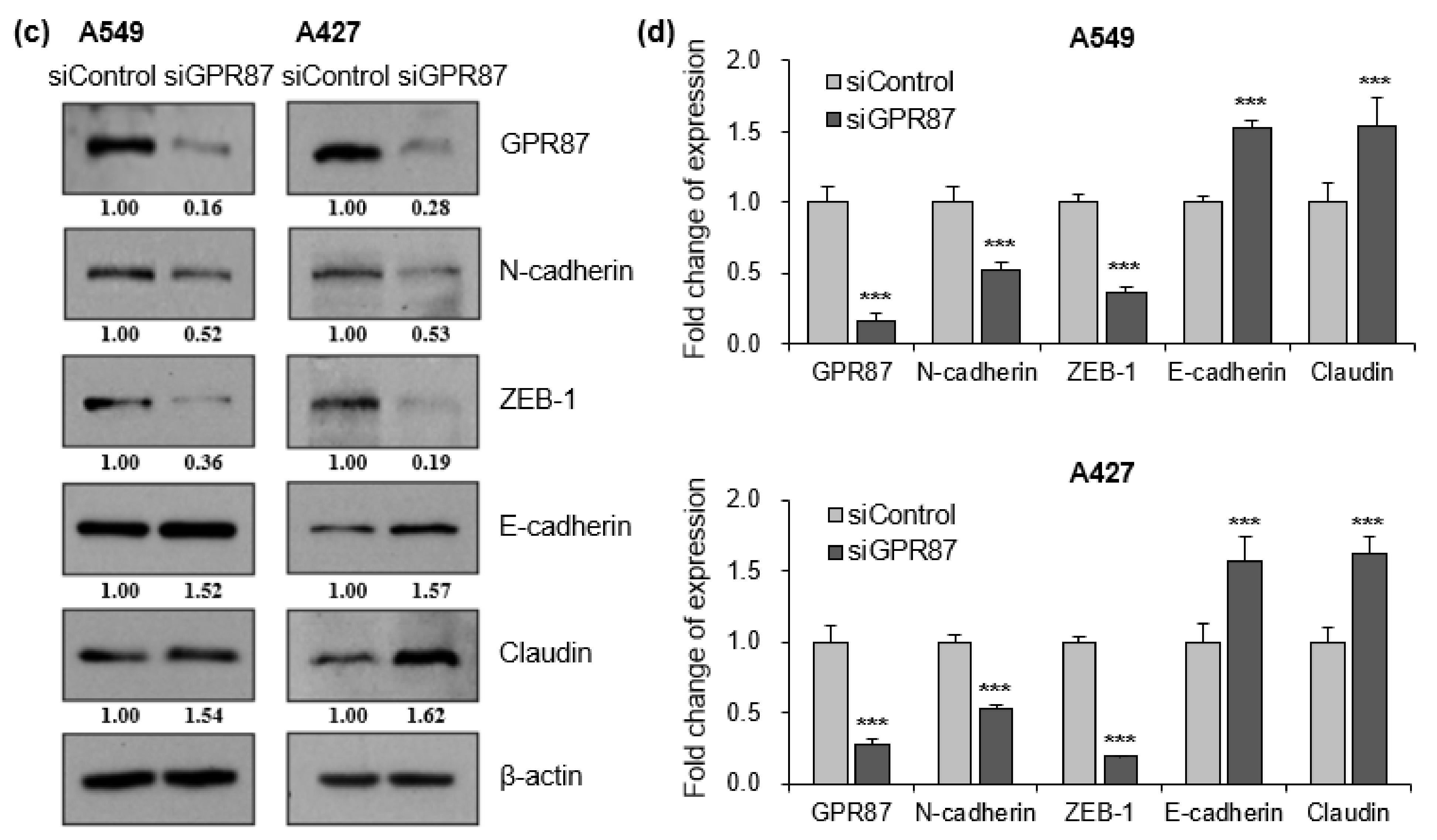 Cancers 14 00019 g002b