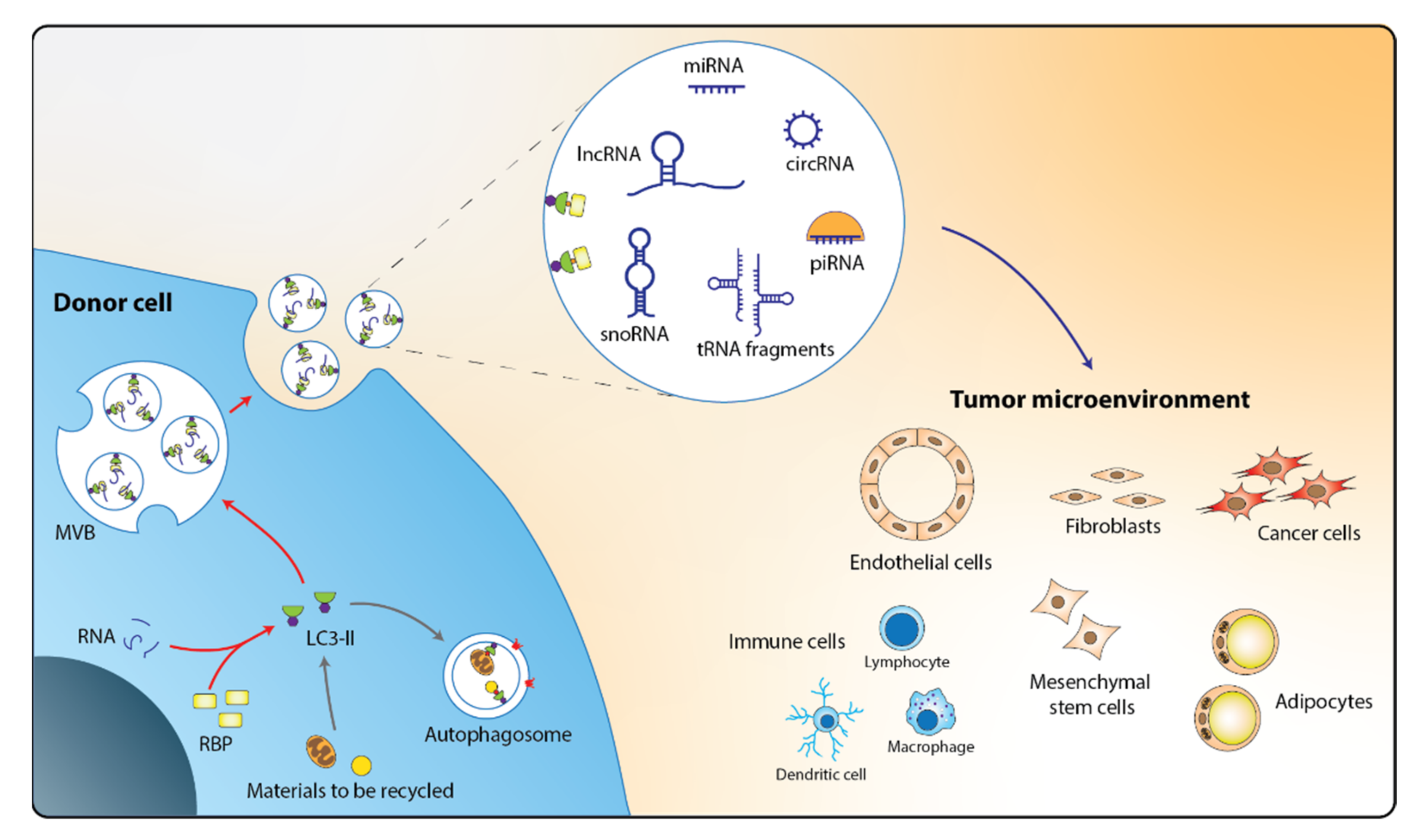 Cancers 14 00020 g001