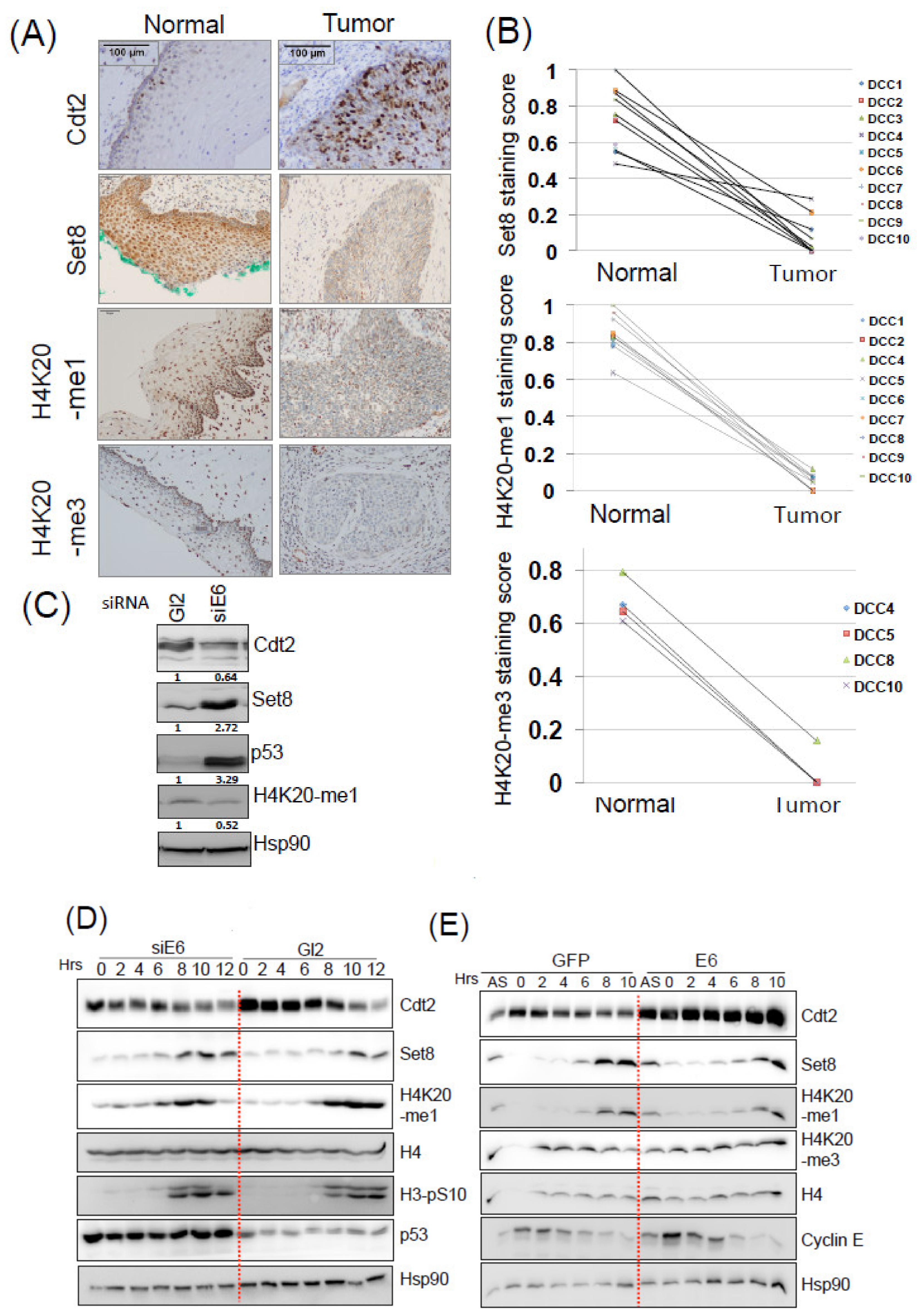 Cancers 14 00030 g001