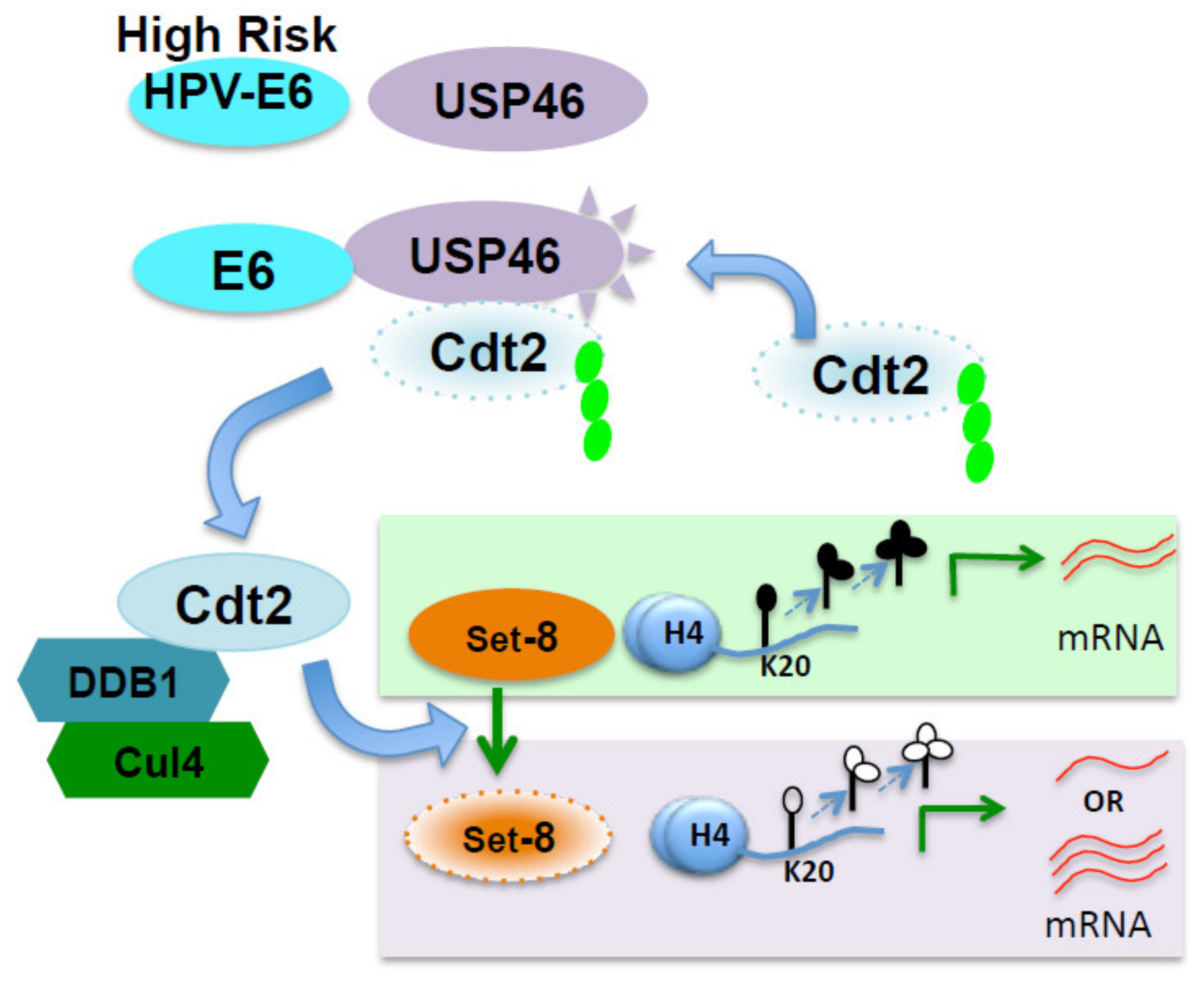 Cancers 14 00030 g006