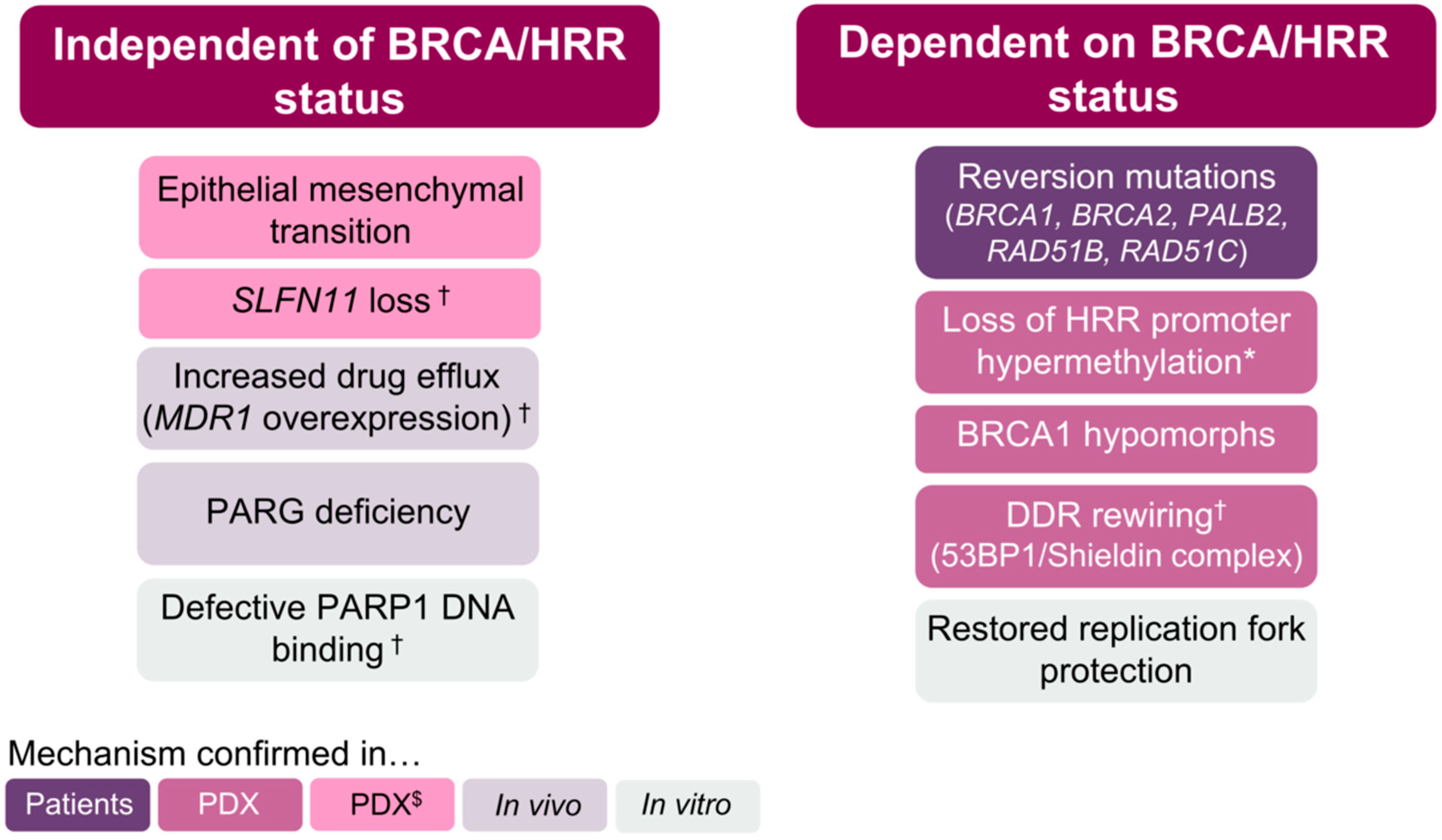 Cancers 14 00044 g003