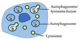 Cancers 14 00051 i002