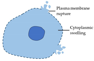 Cancers 14 00051 i003