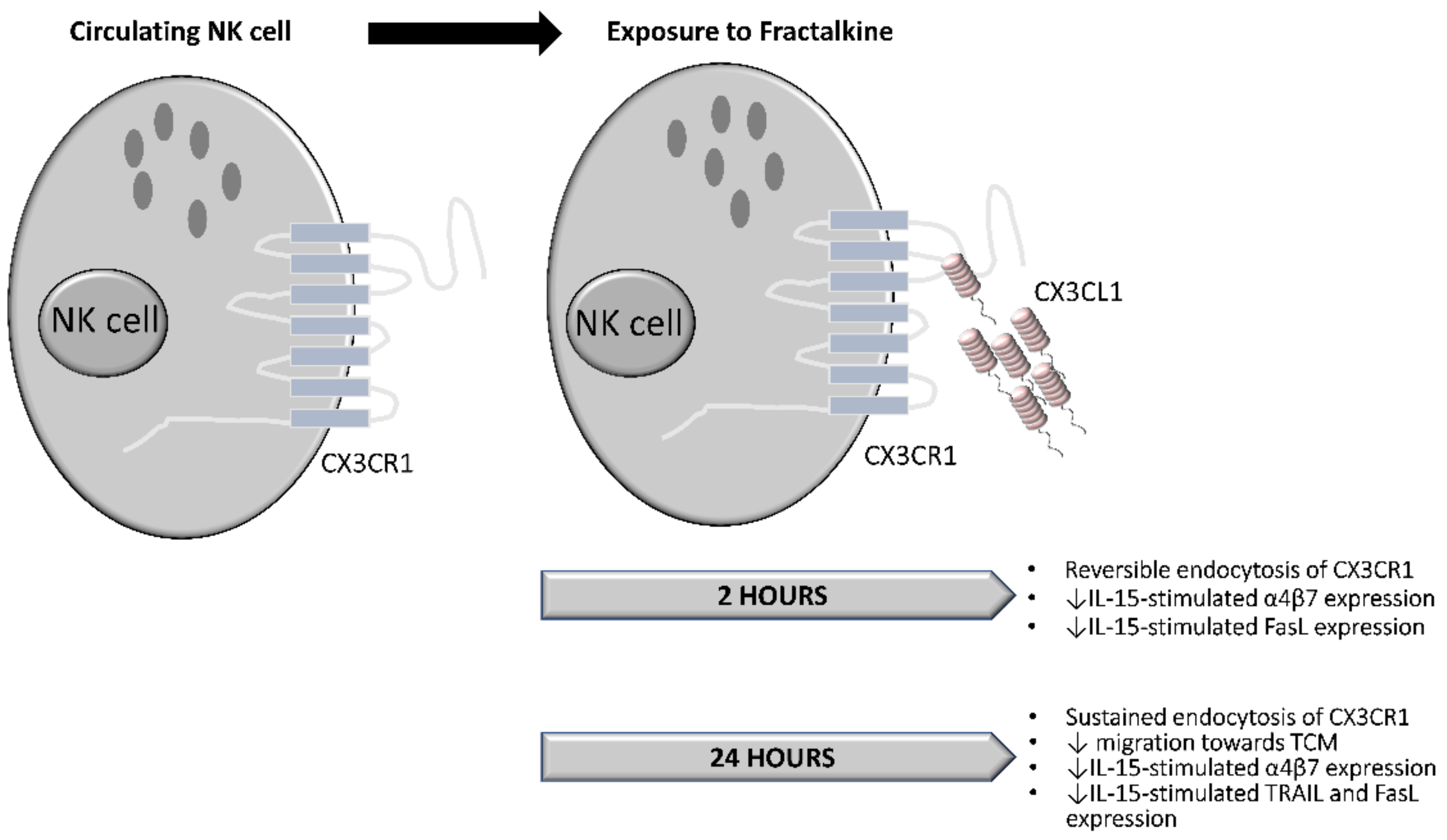Cancers 14 00064 g007 Cancers 14 00064 g007