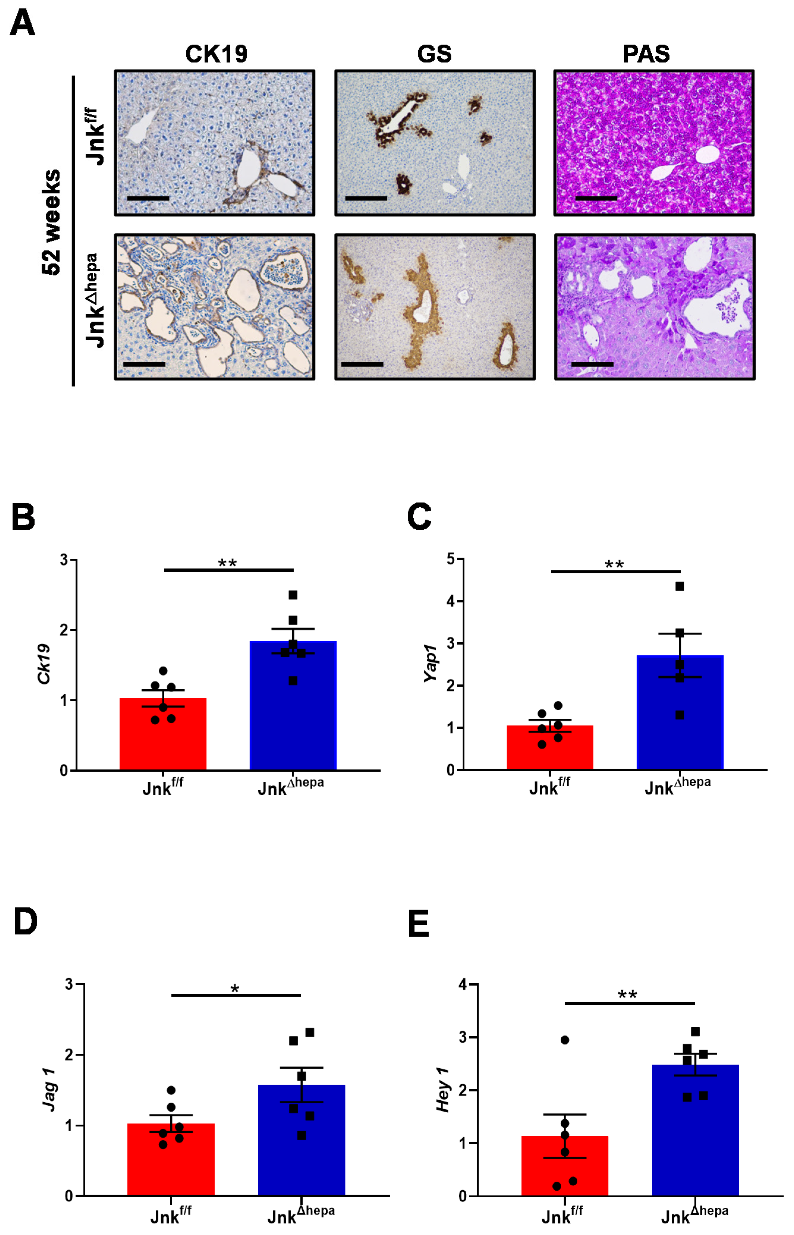 Cancers 14 00078 g003