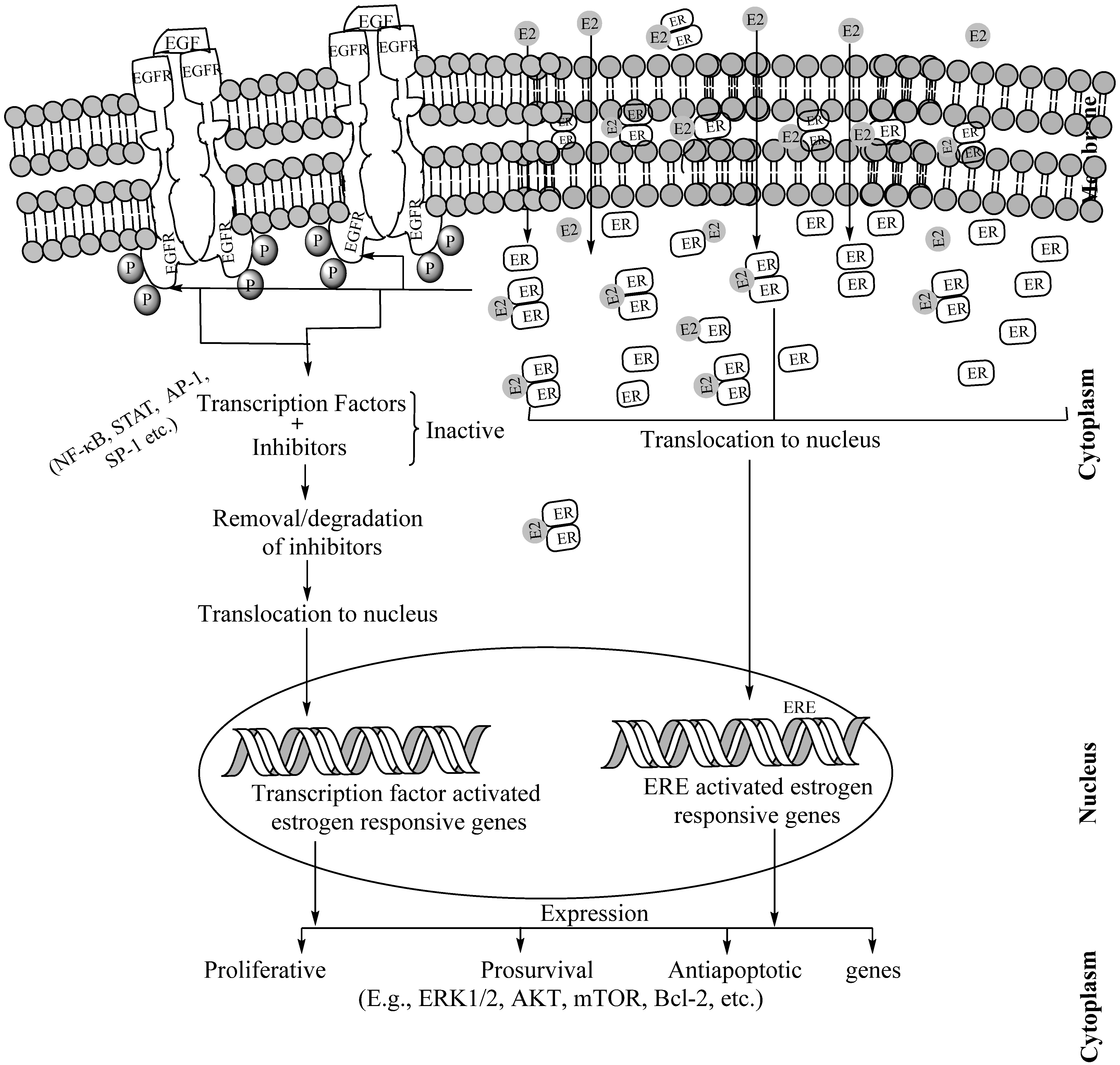 Cancers 14 00080 g006 Cancers 14 00080 g006