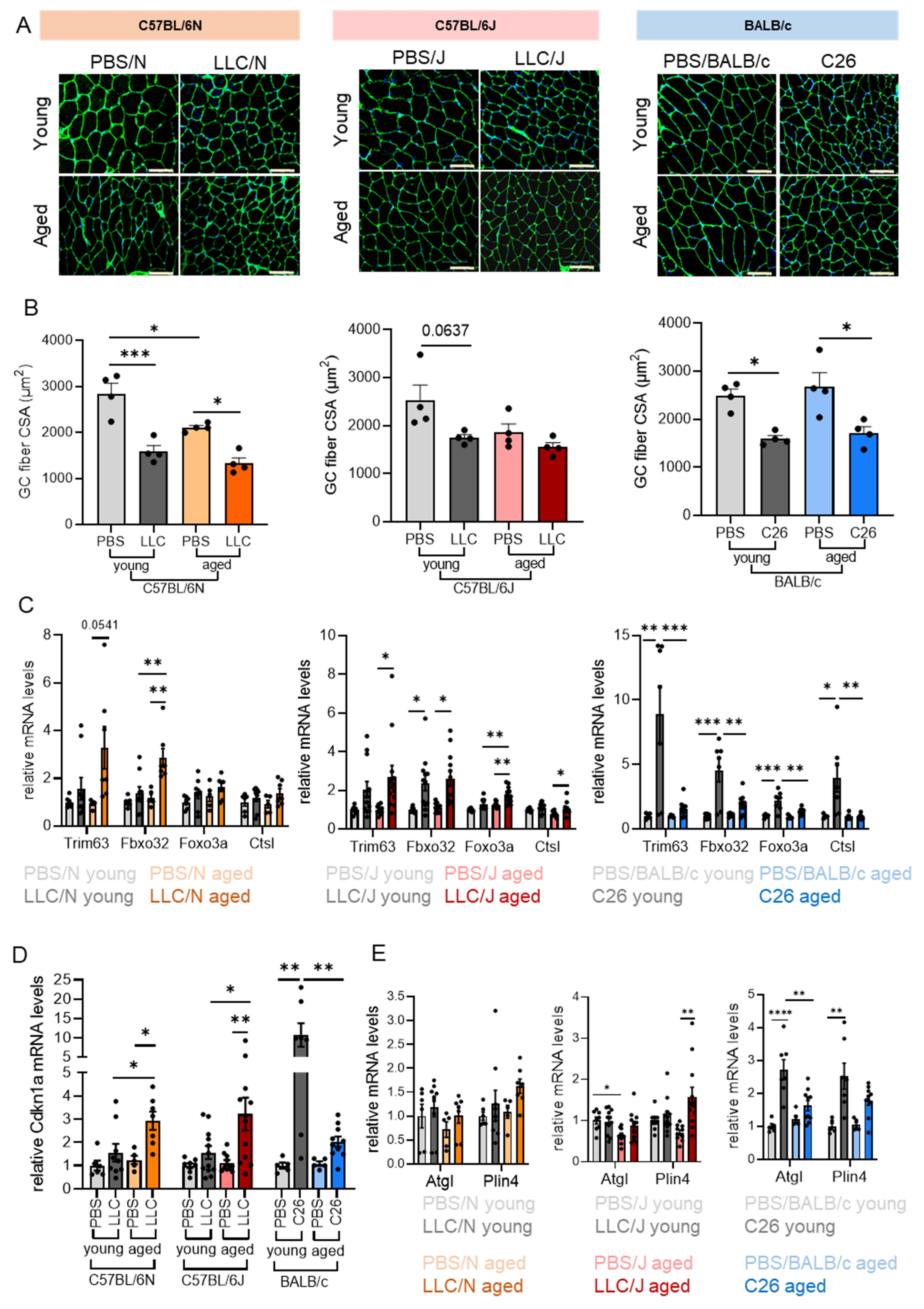 Cancers 14 00090 g004