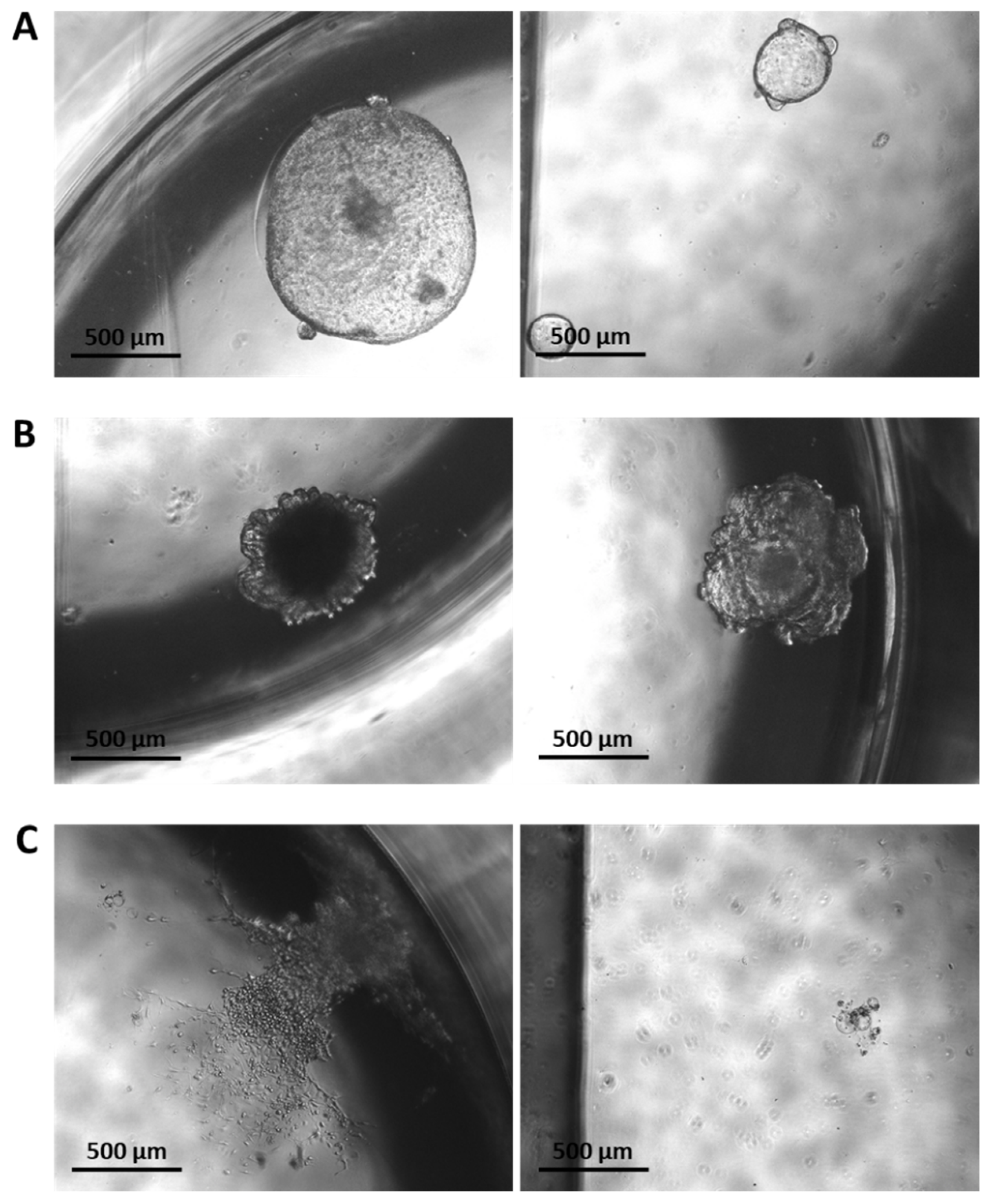 Cancers 14 00102 g007 Cancers 14 00102 g007