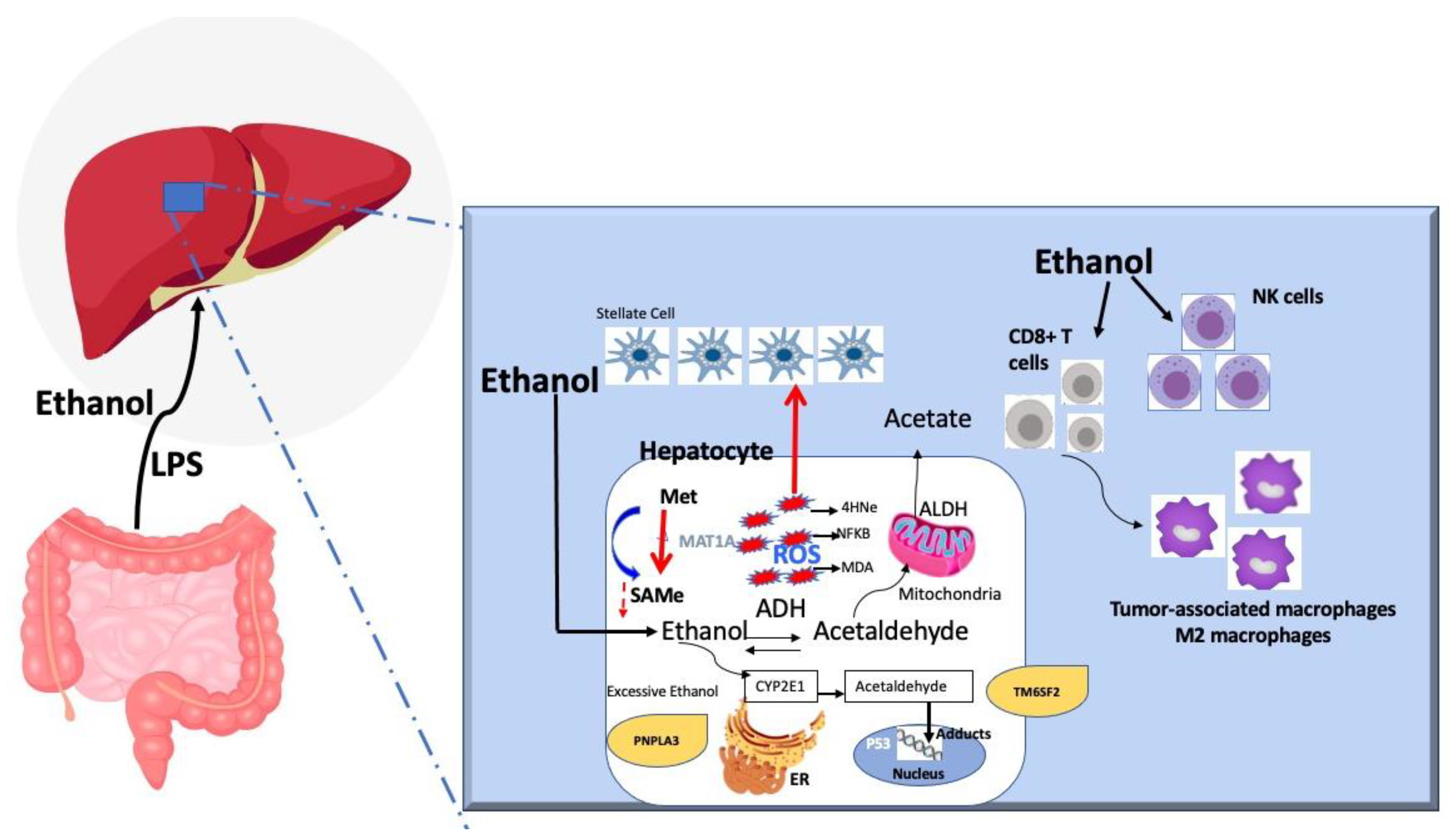 Cancers 14 00103 g001