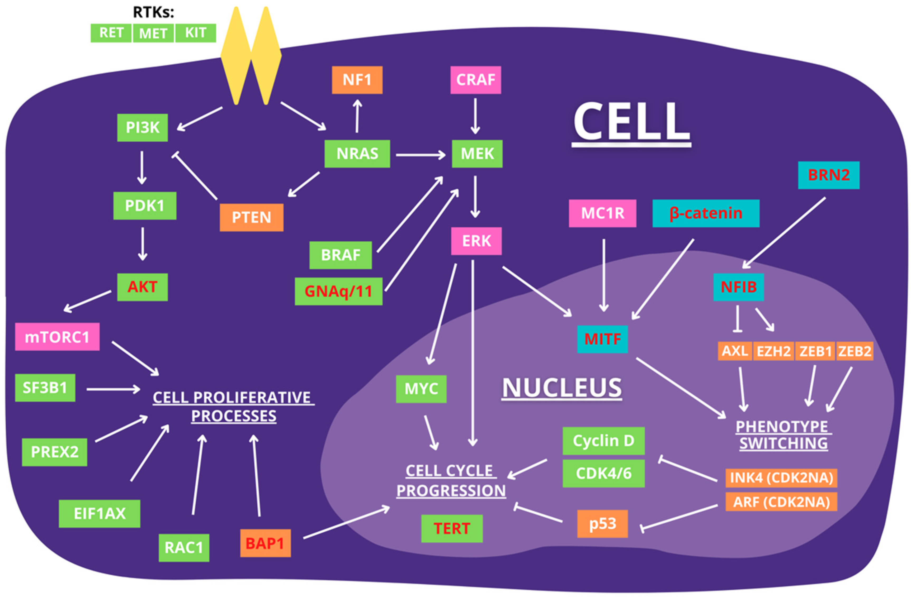 Cancers 14 00123 g001