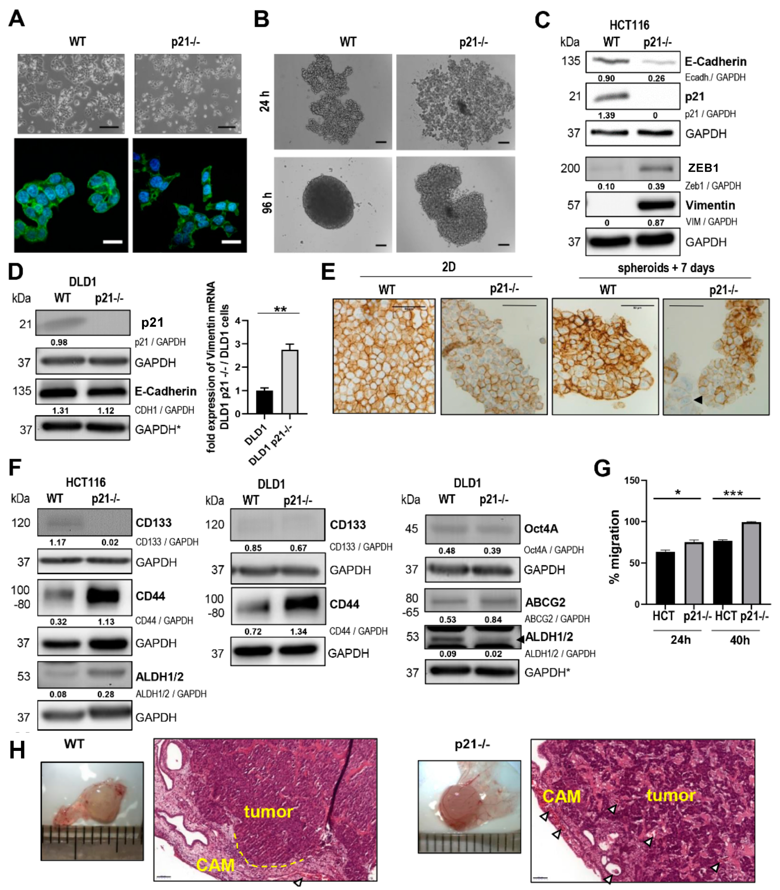 Cancers 14 00136 g001