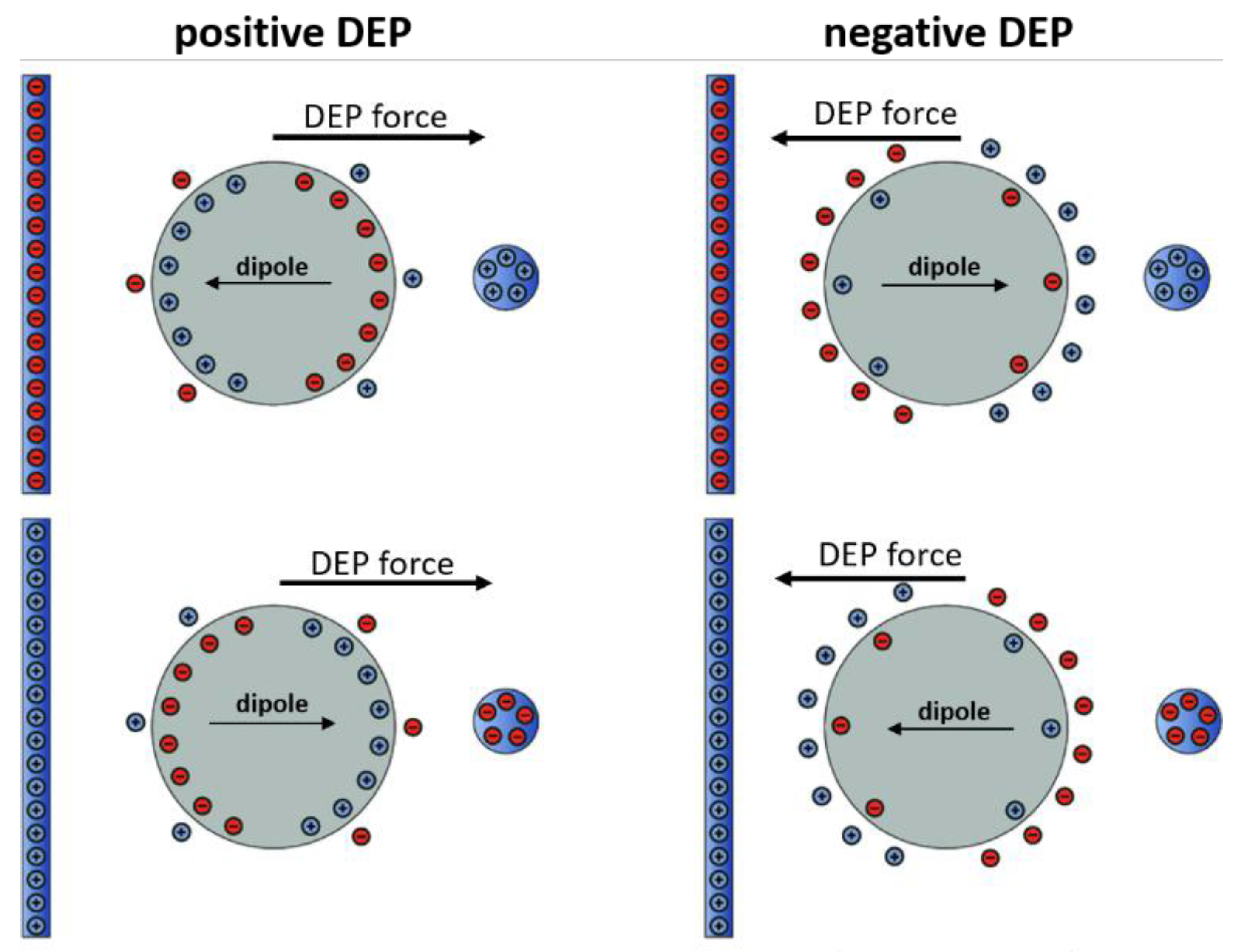 The Role of Dielectrophoresis for Cancer Diagnosis and Prognosis | MDPI