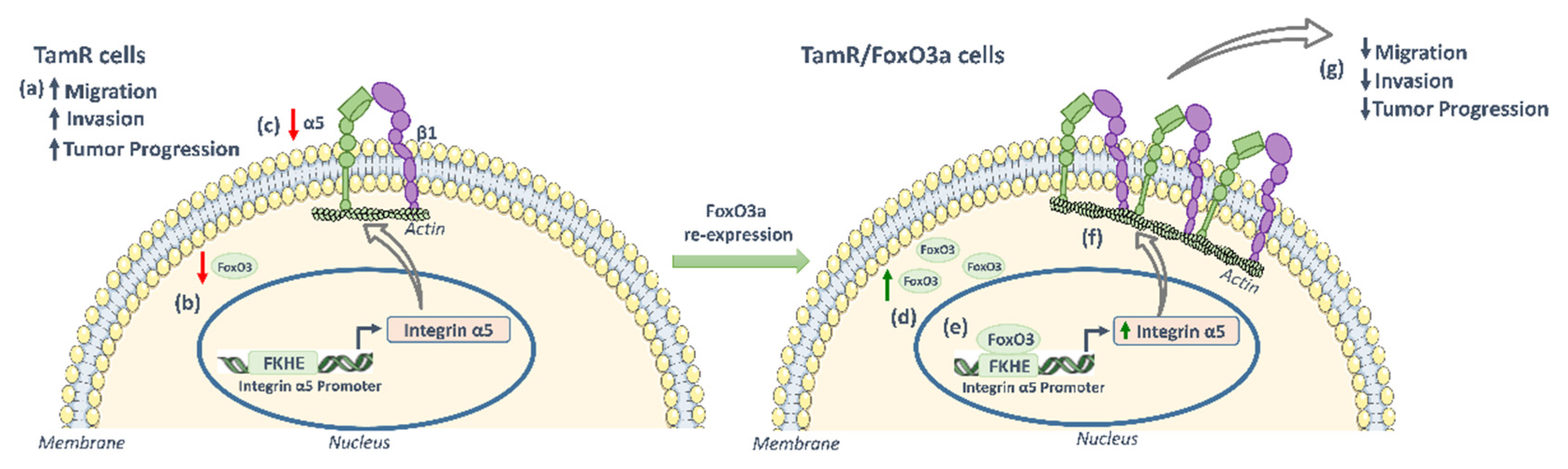 Cancers 14 00214 g006 Cancers 14 00214 g006