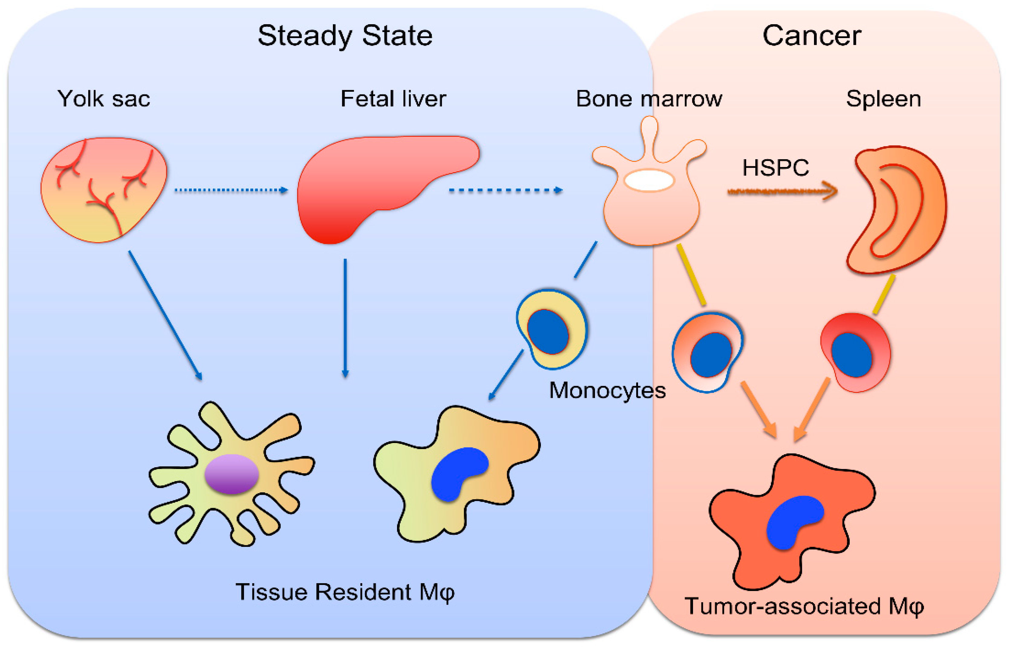 Cancers 14 00226 g001