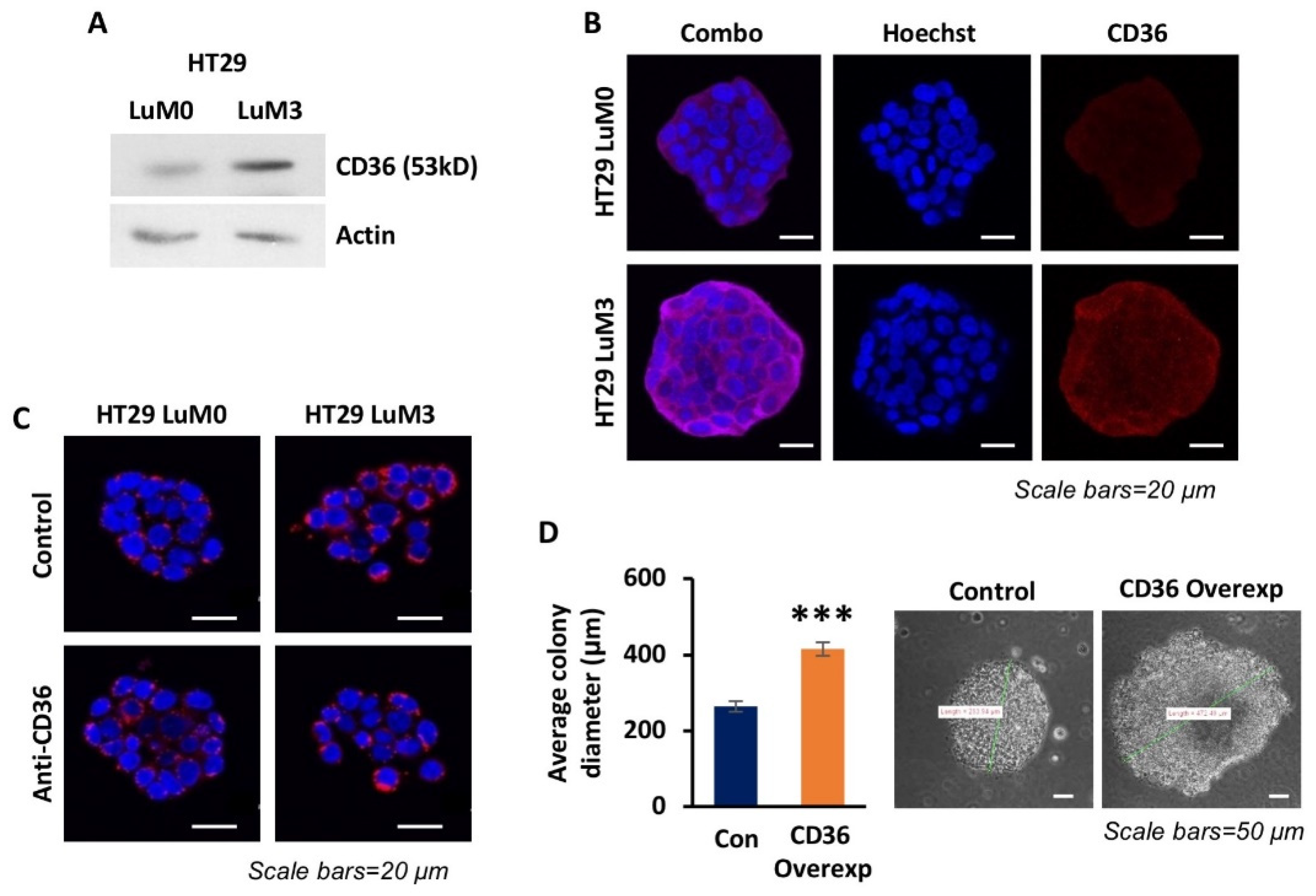 Cancers 14 00252 g002