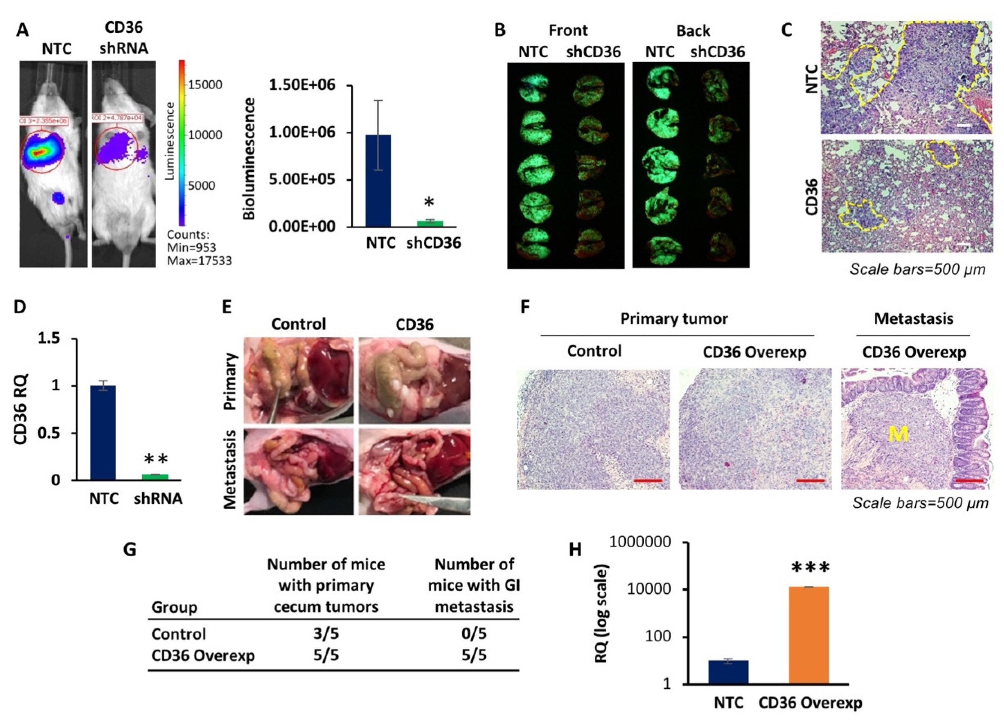 Cancers 14 00252 g003