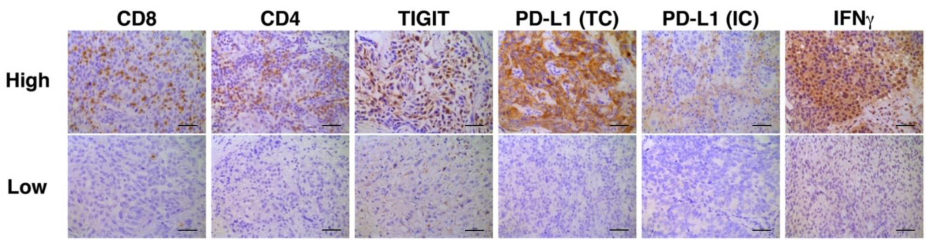 Cancers 14 00263 g002