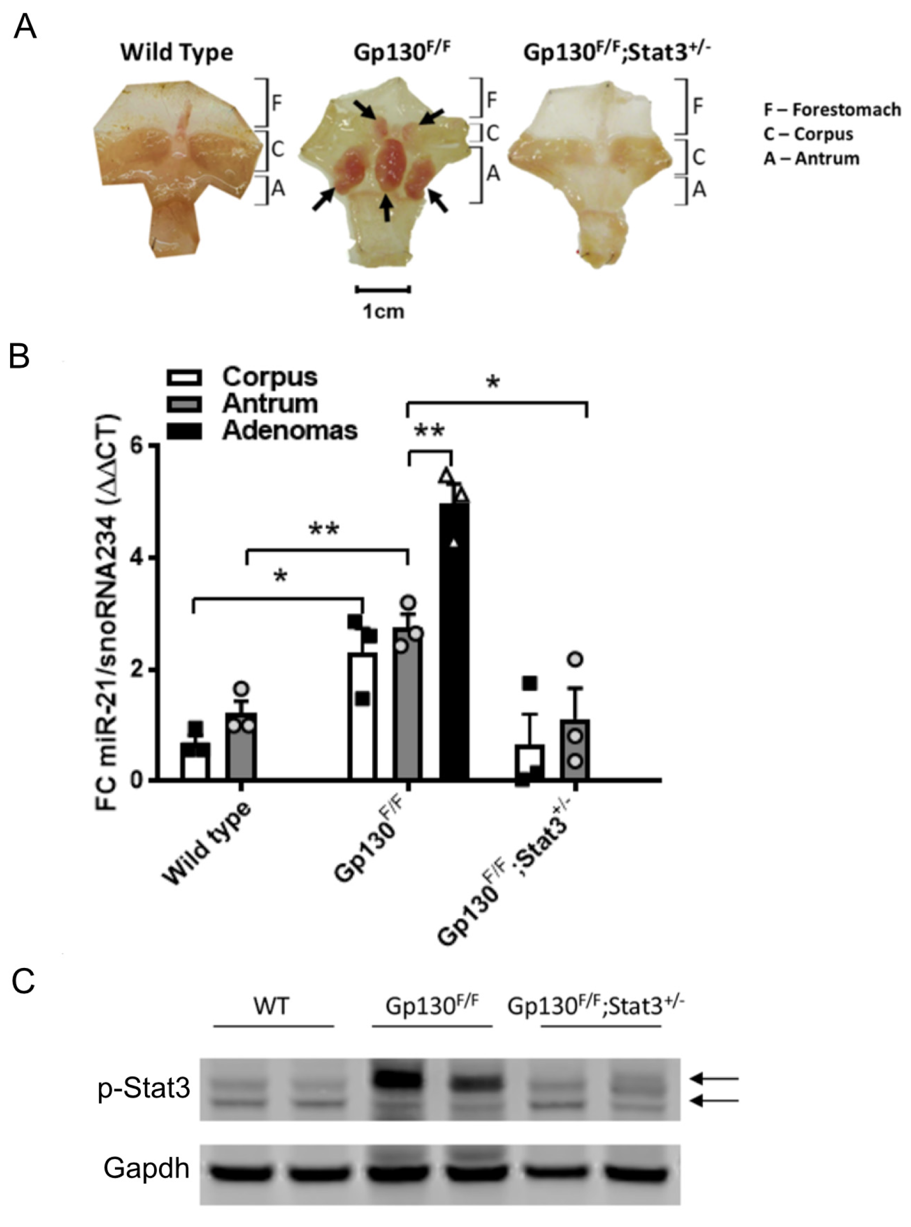 Cancers 14 00264 g001