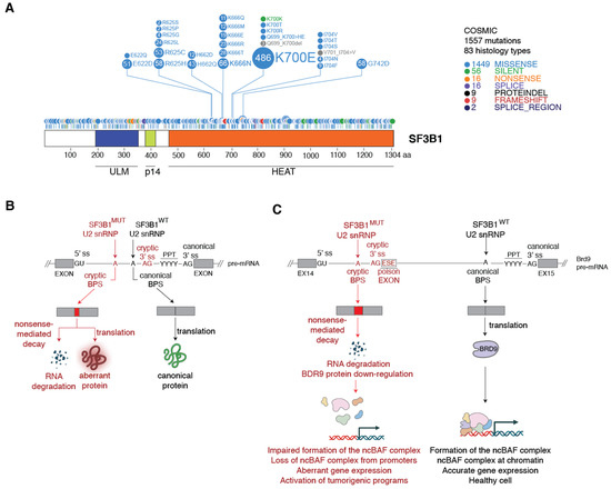 Cancers 14 00281 g003 550