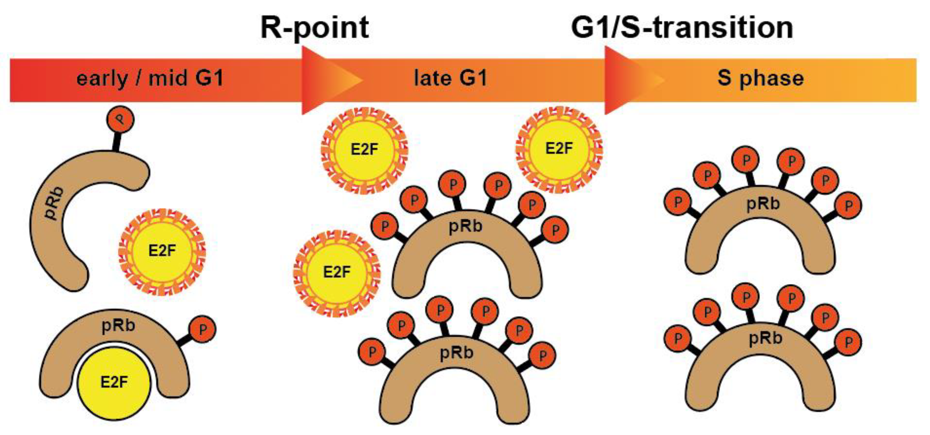 Cancers 14 00293 g001
