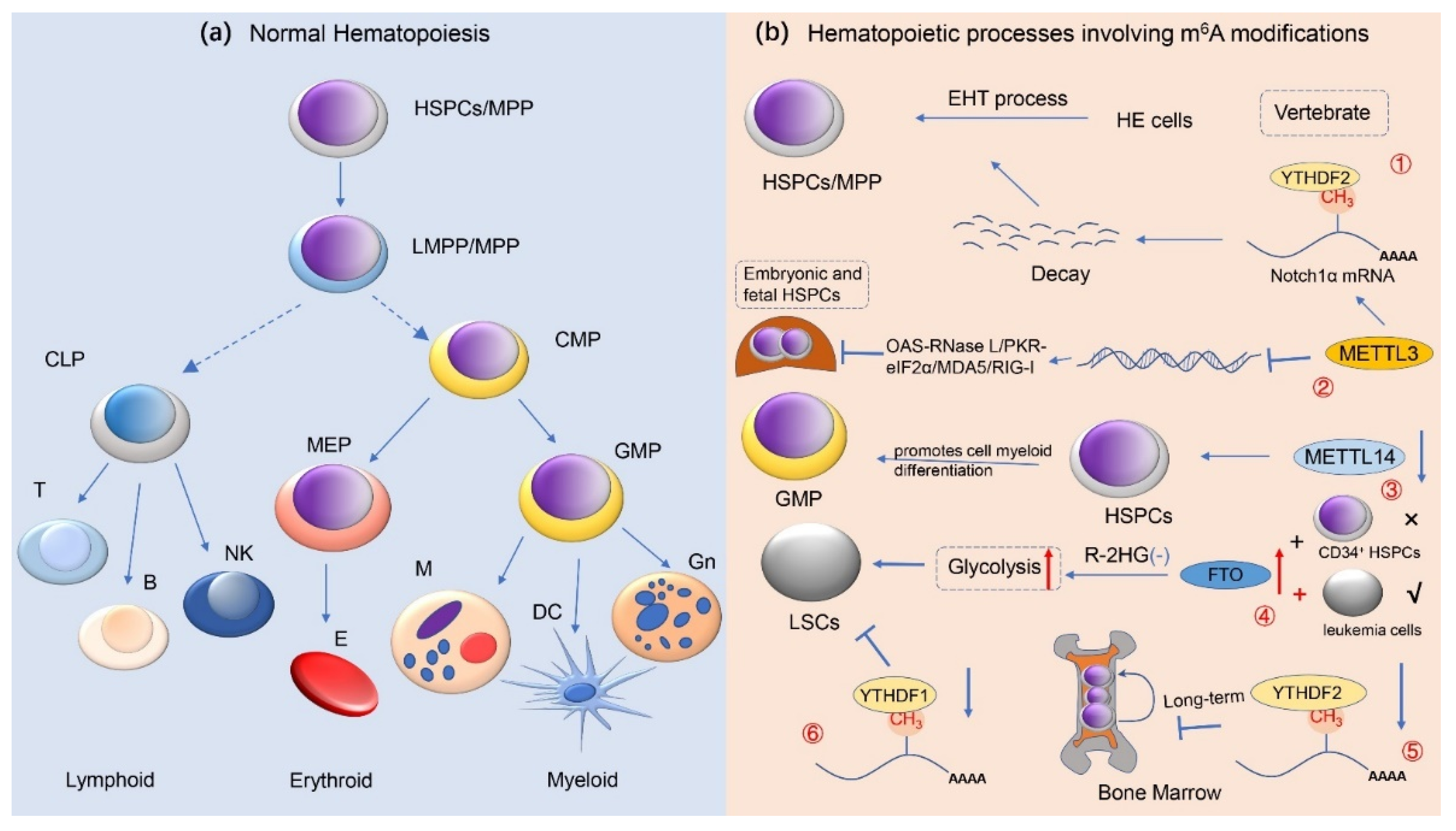 Cancers 14 00332 g003