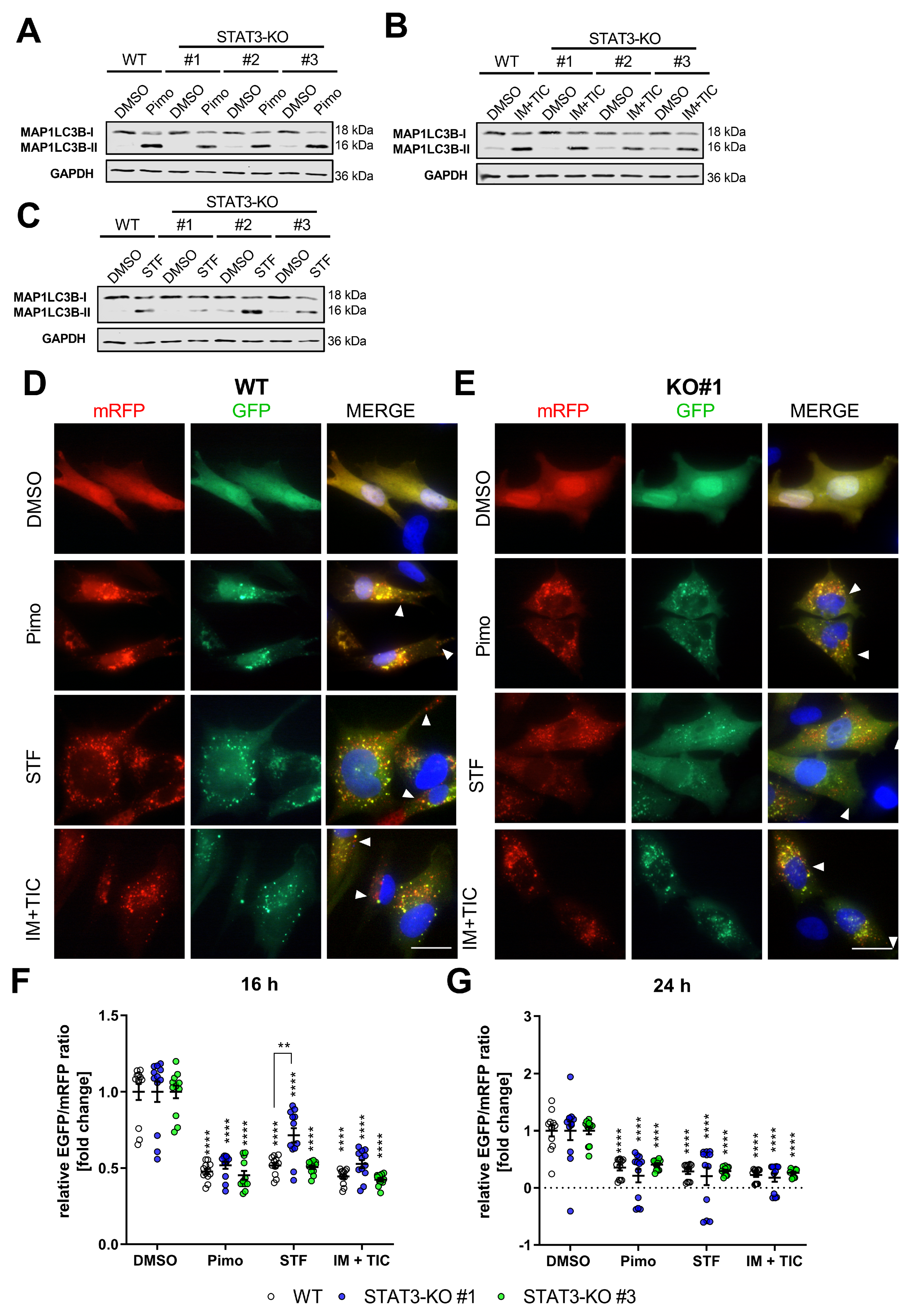 Cancers 14 00339 g002