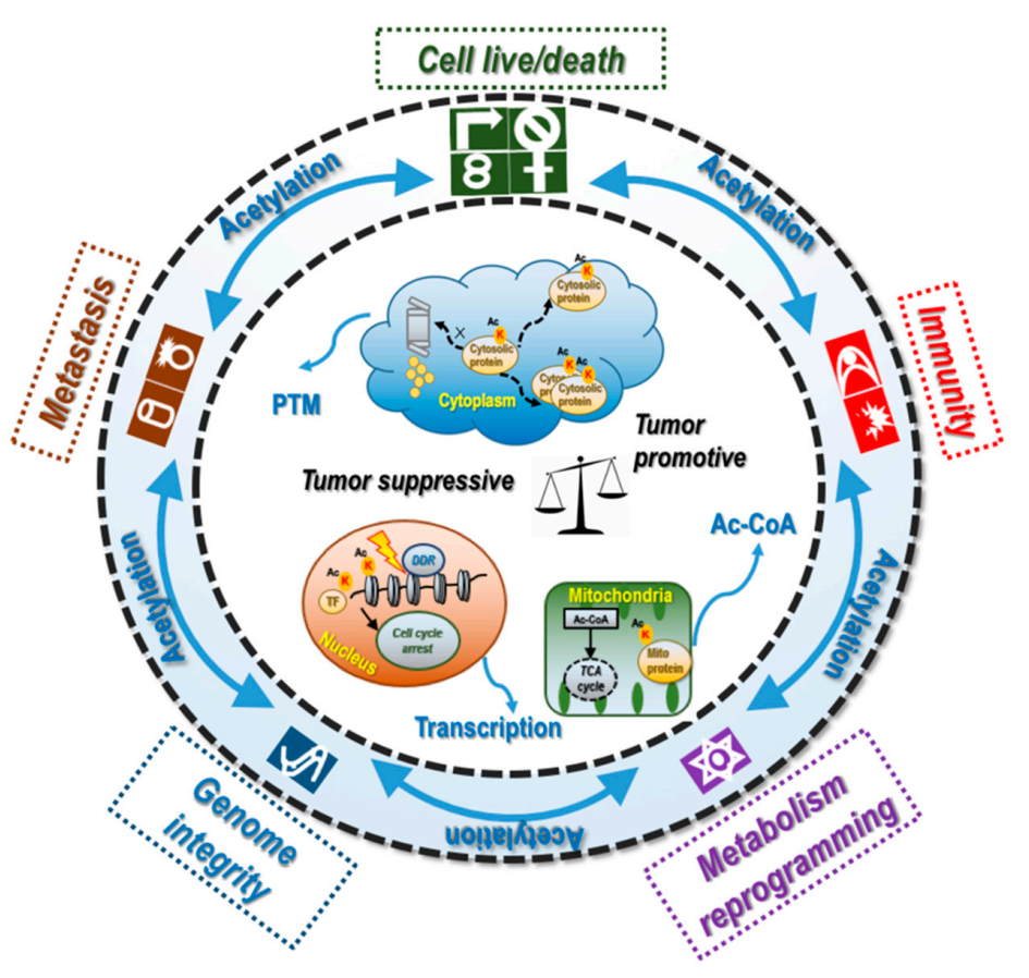 Cancers 14 00346 g003