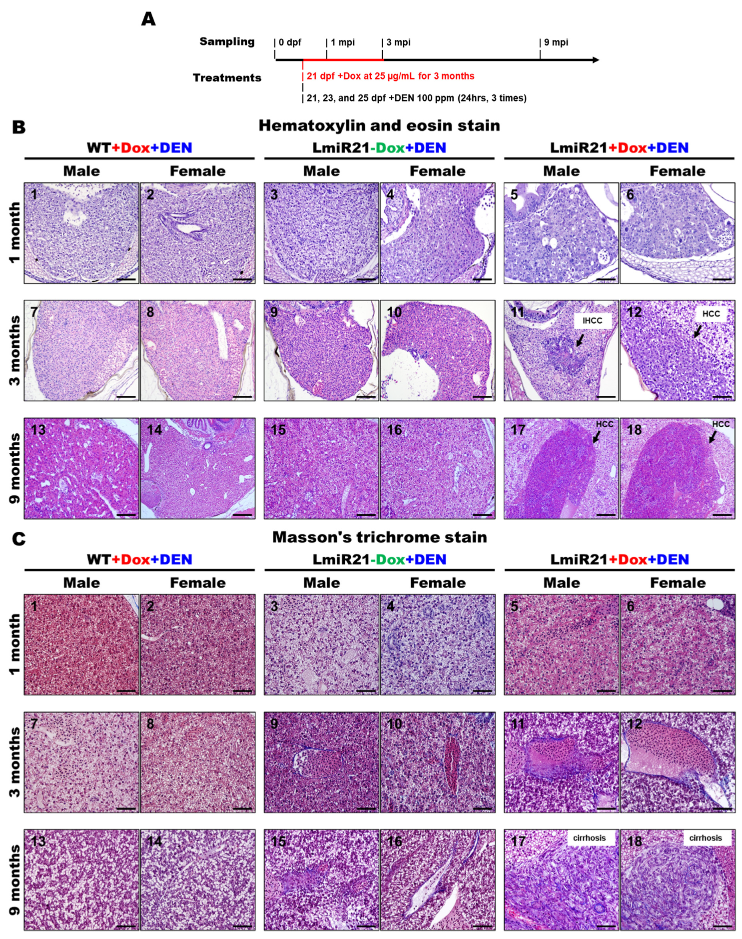 Cancers 14 00372 g001a