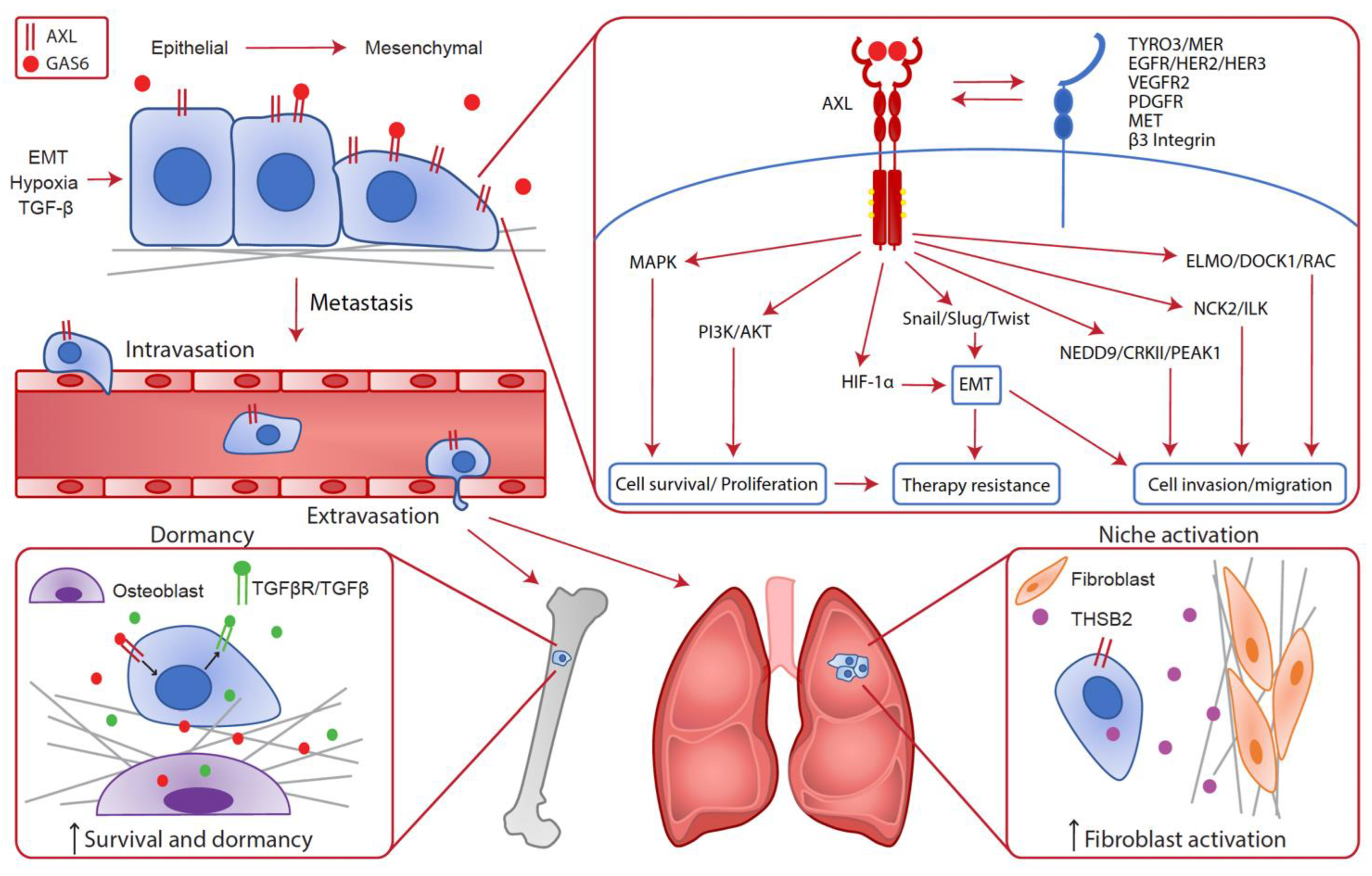 Cancers 14 00466 g001