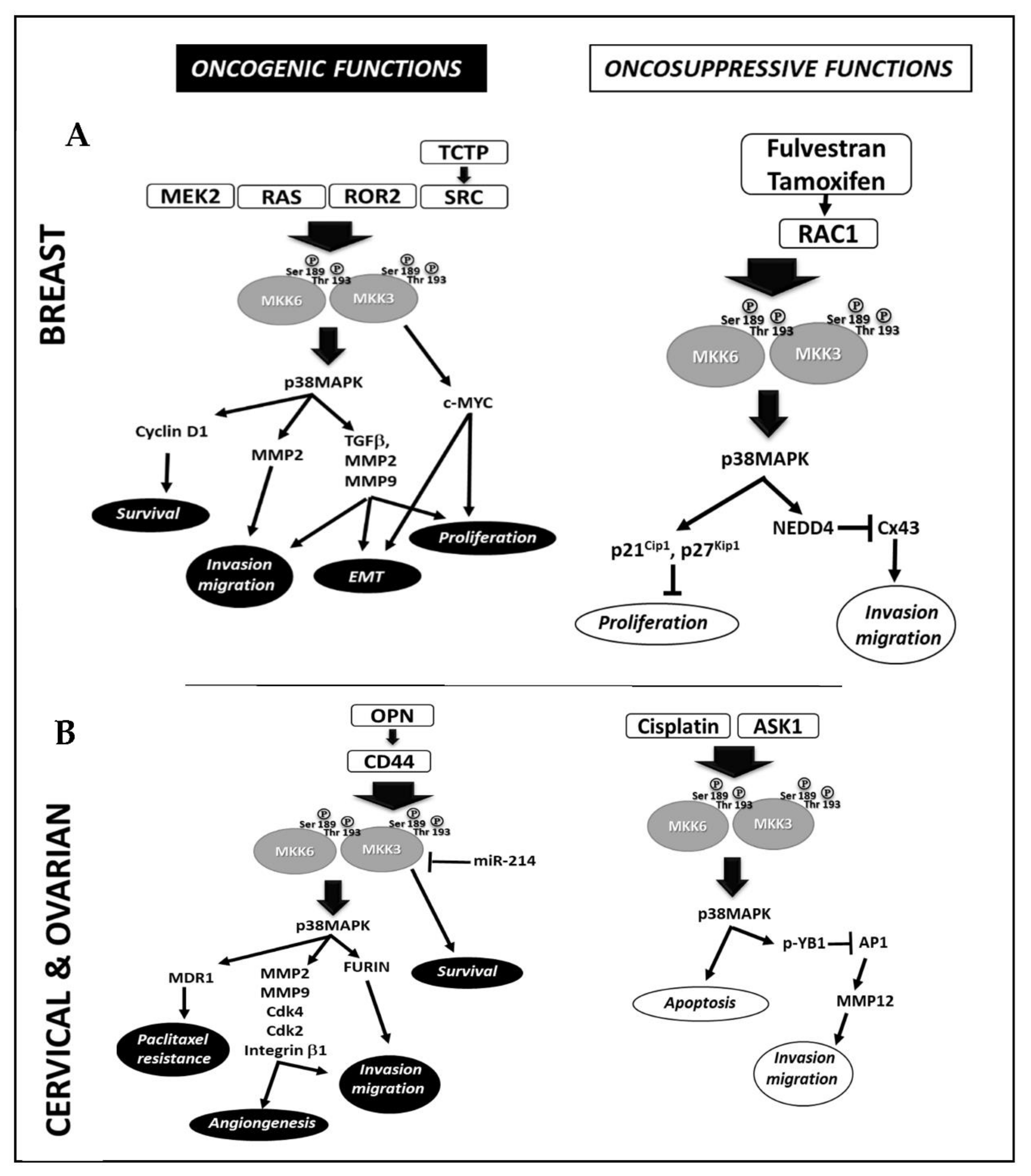 Cancers 14 00483 g001