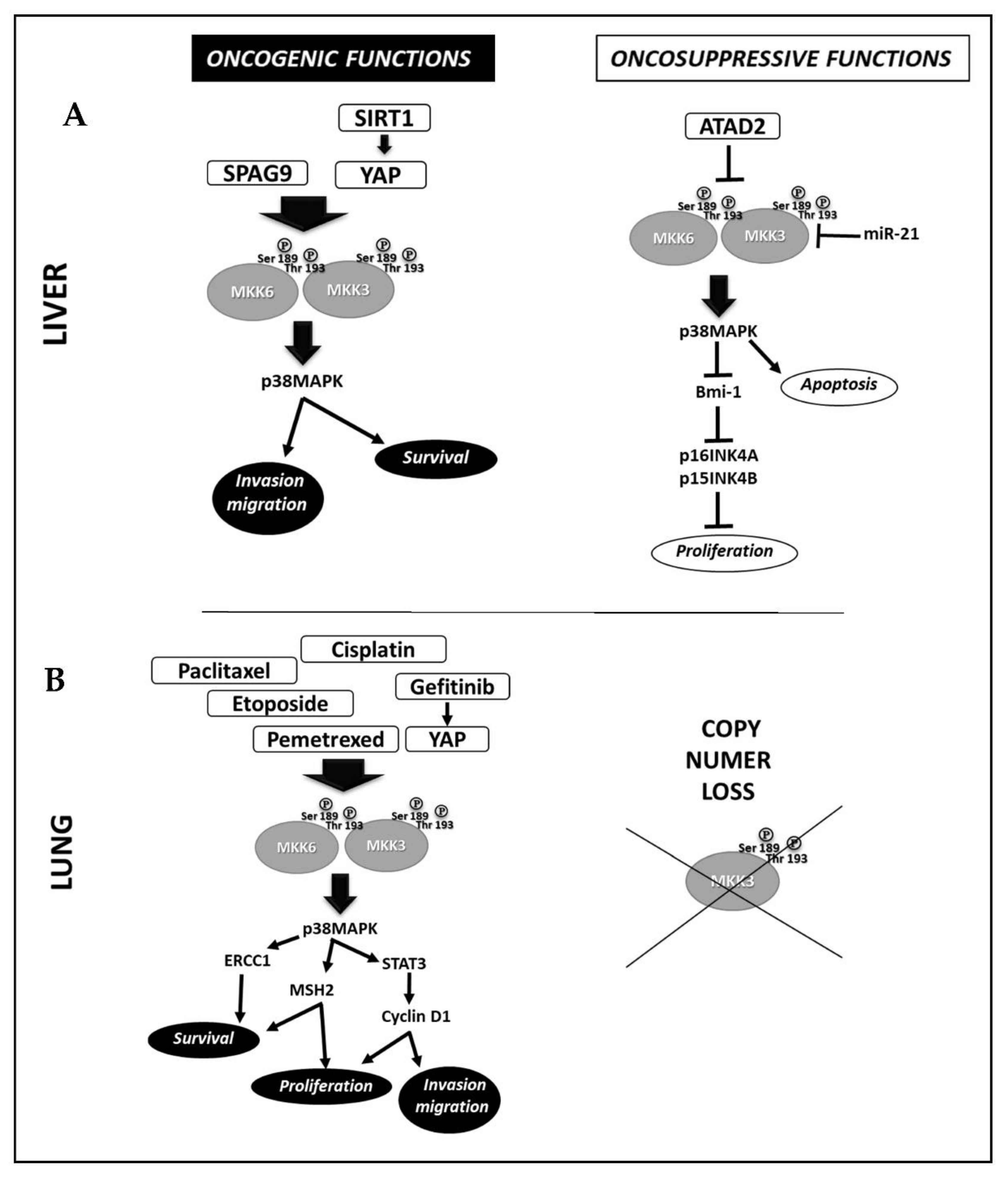 Cancers 14 00483 g002