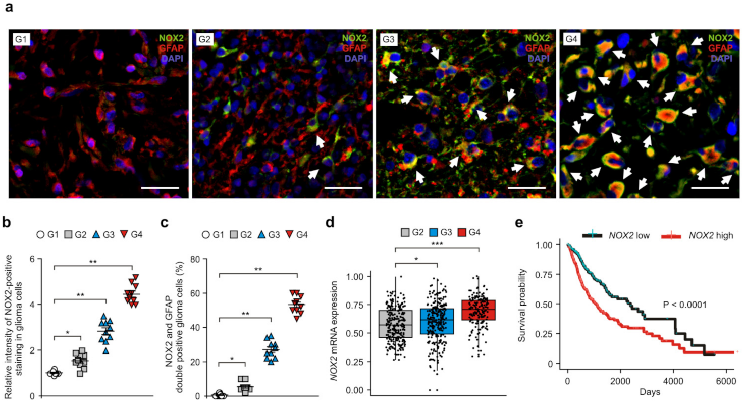 Cancers 14 00516 g001