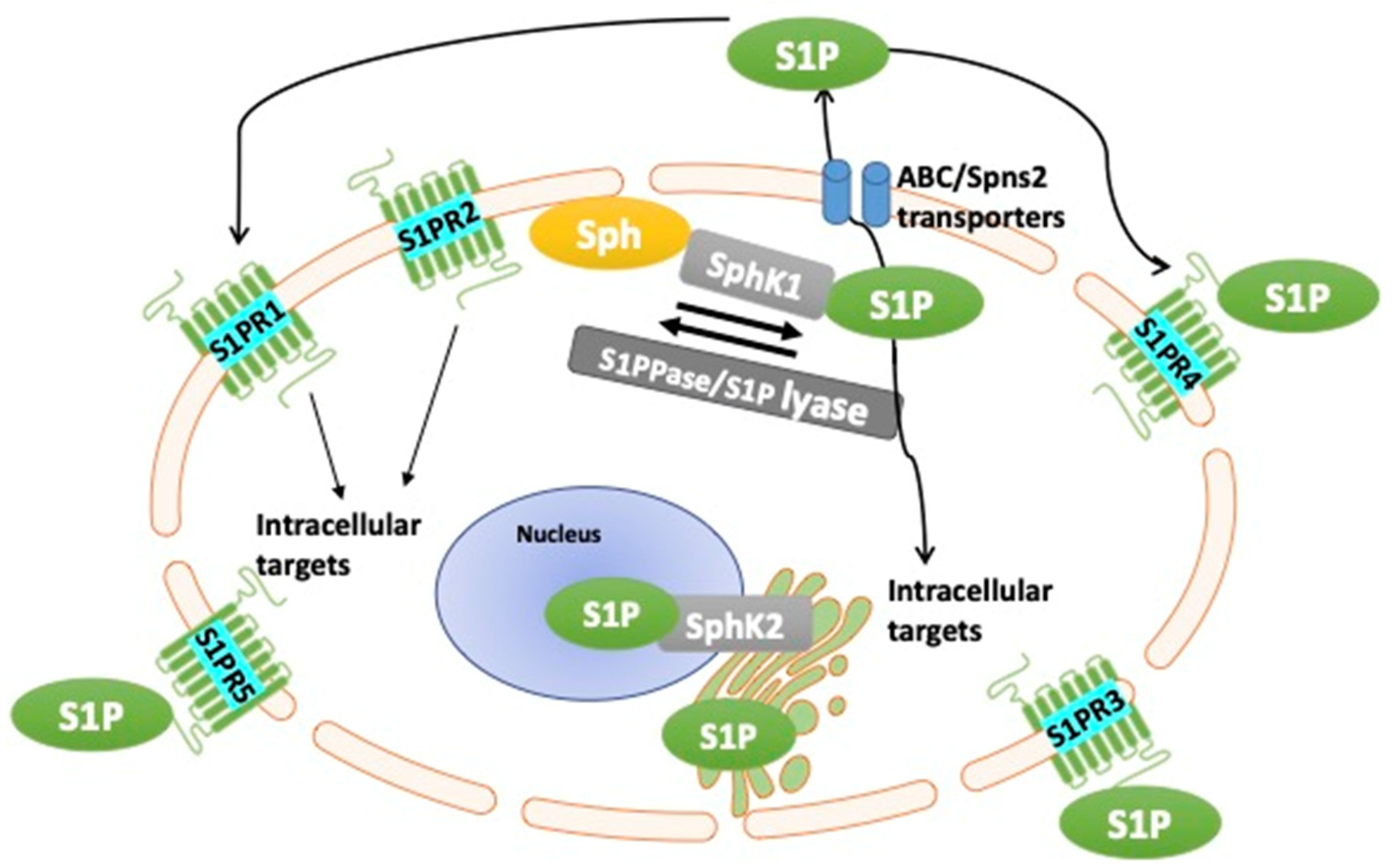 Cancers 14 00535 g001 Cancers 14 00535 g001