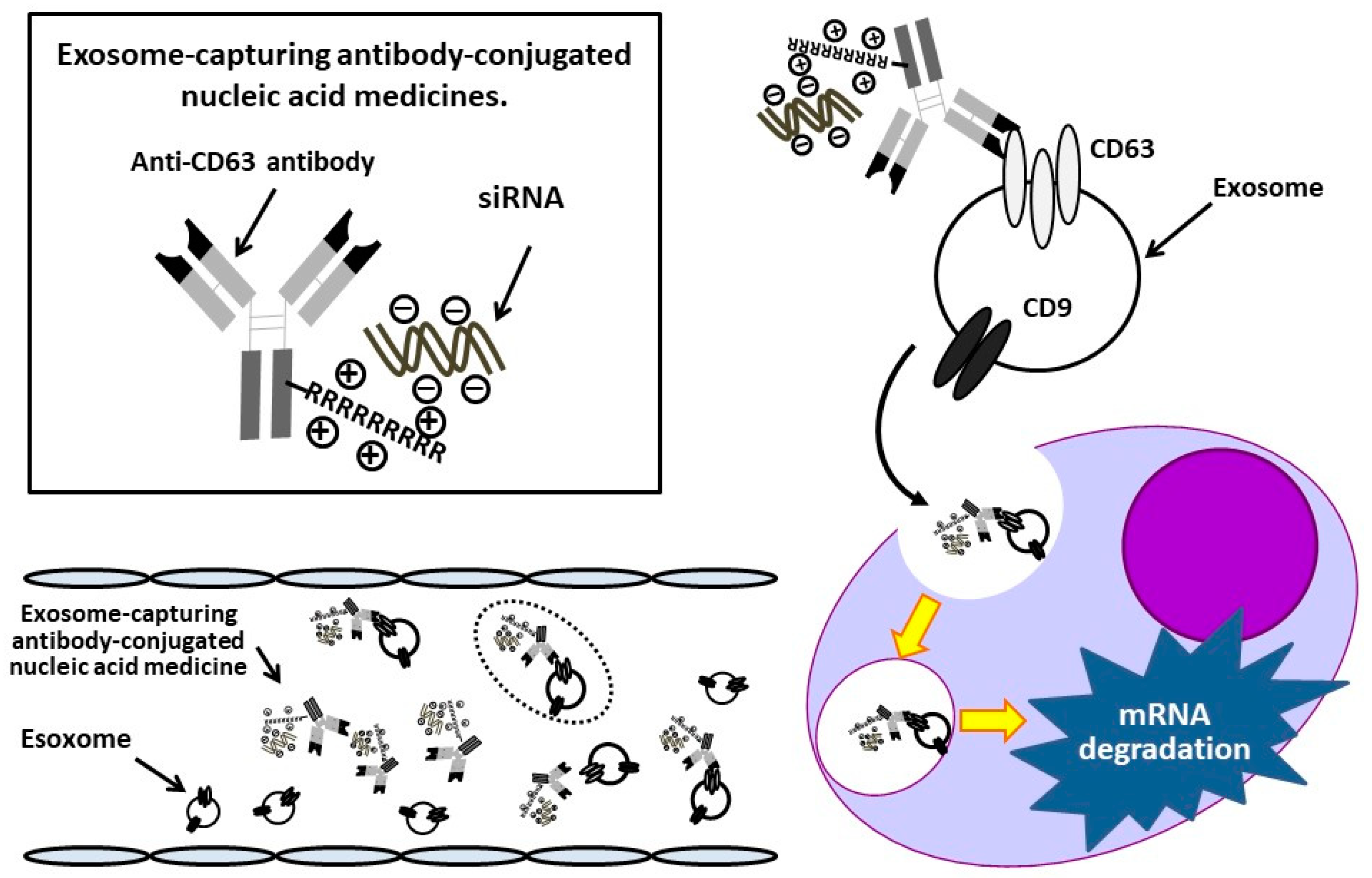 Cancers 14 00566 g001 Cancers 14 00566 g001