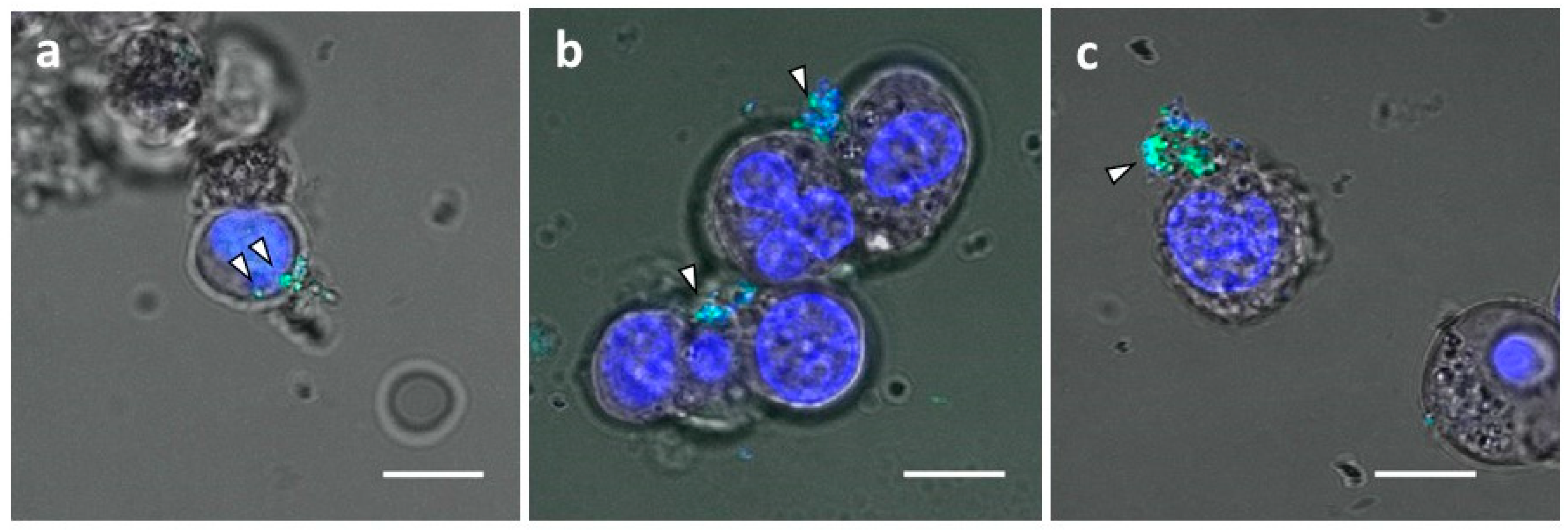 Cancers 14 00566 g006 Cancers 14 00566 g006