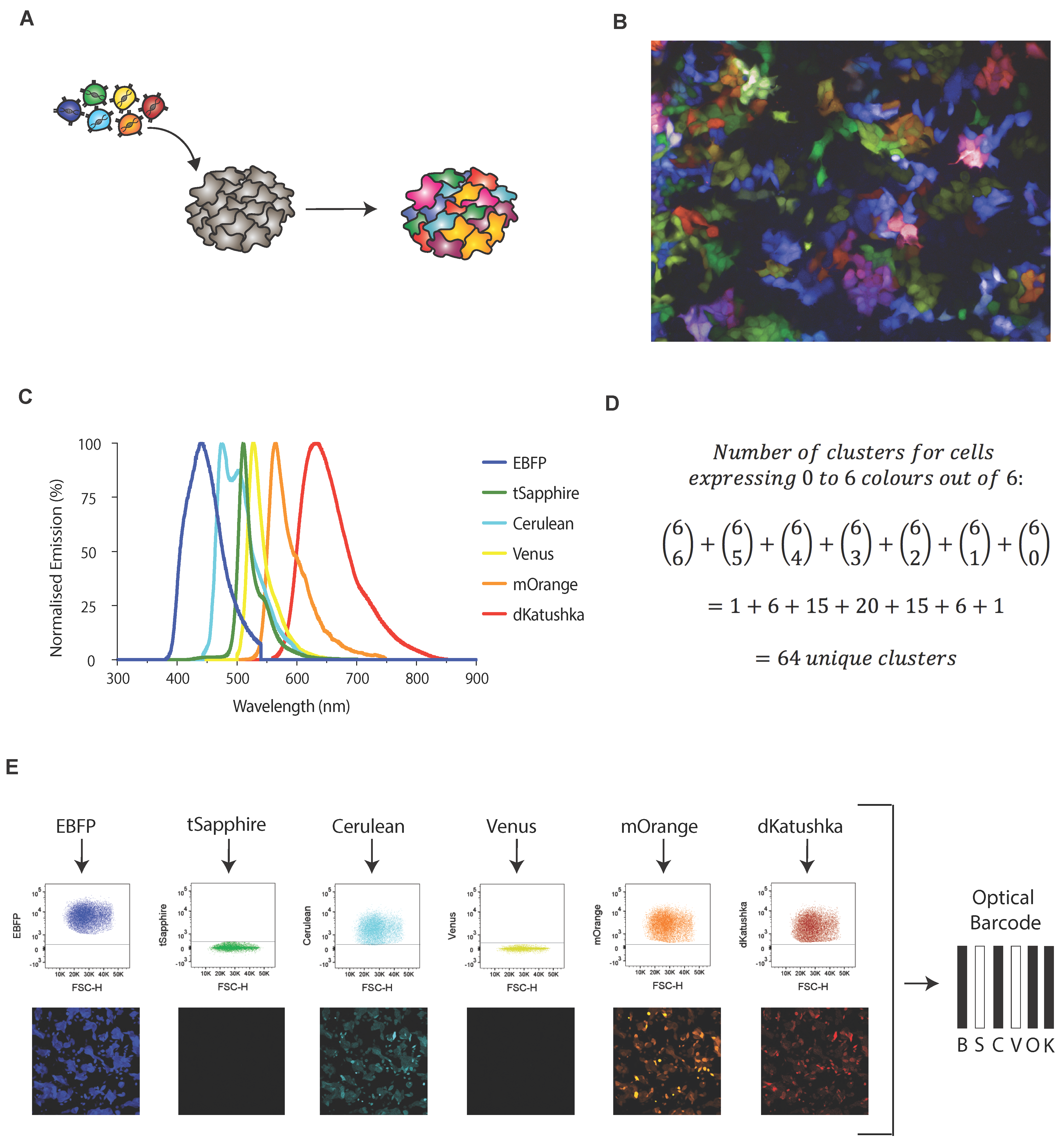 Cancers 14 00581 g001