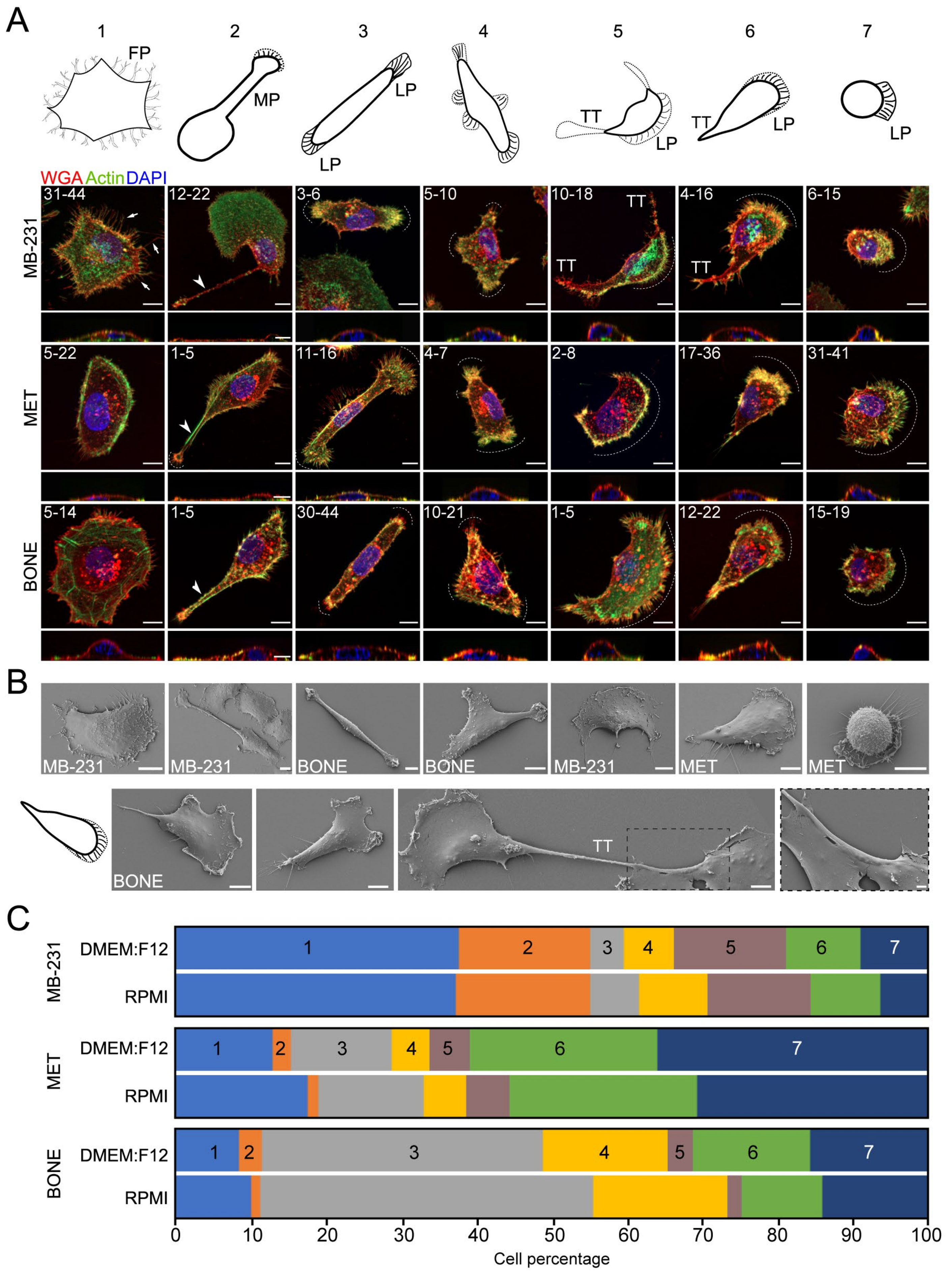 Cancers 14 00603 g001