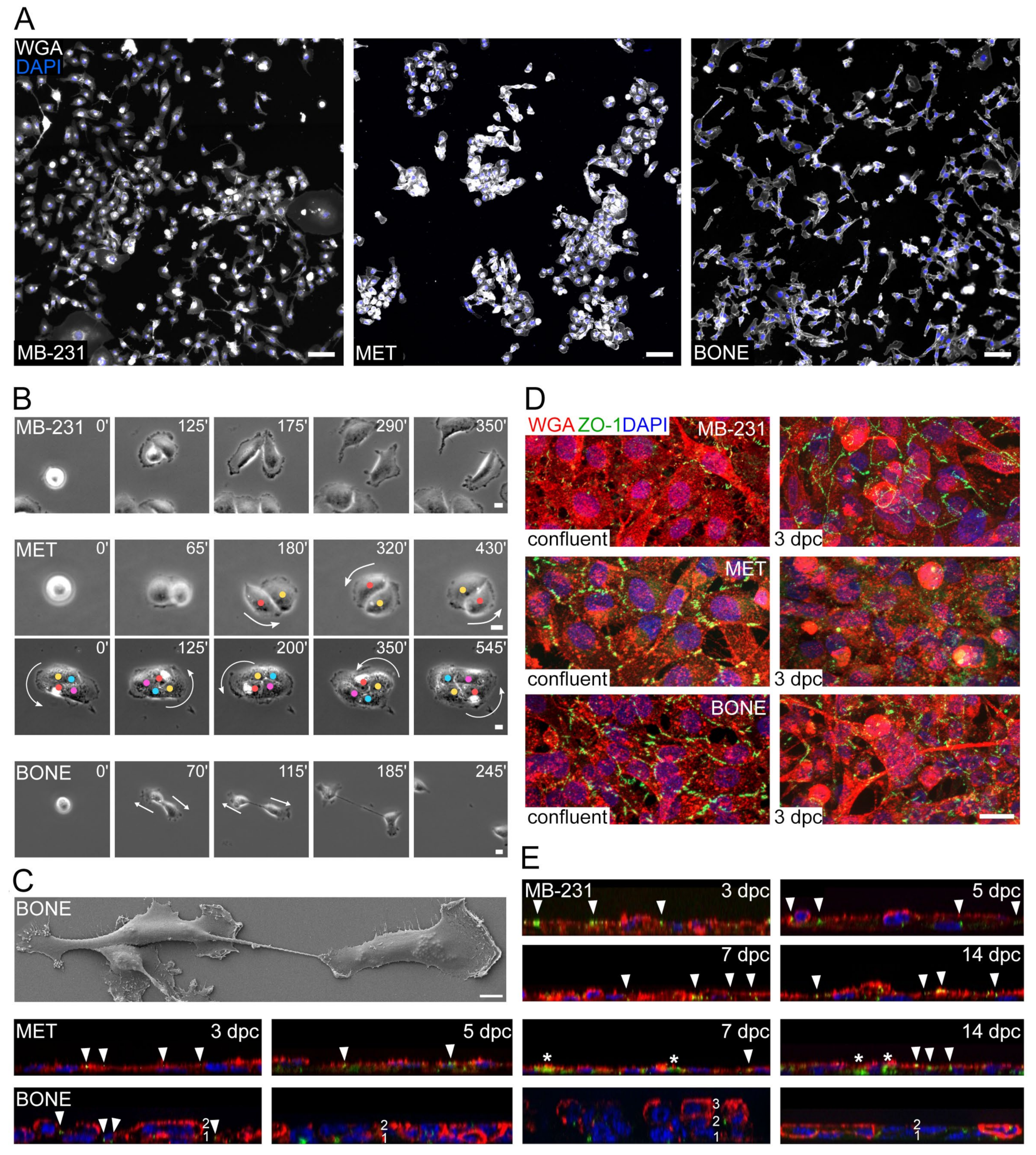 Cancers 14 00603 g003