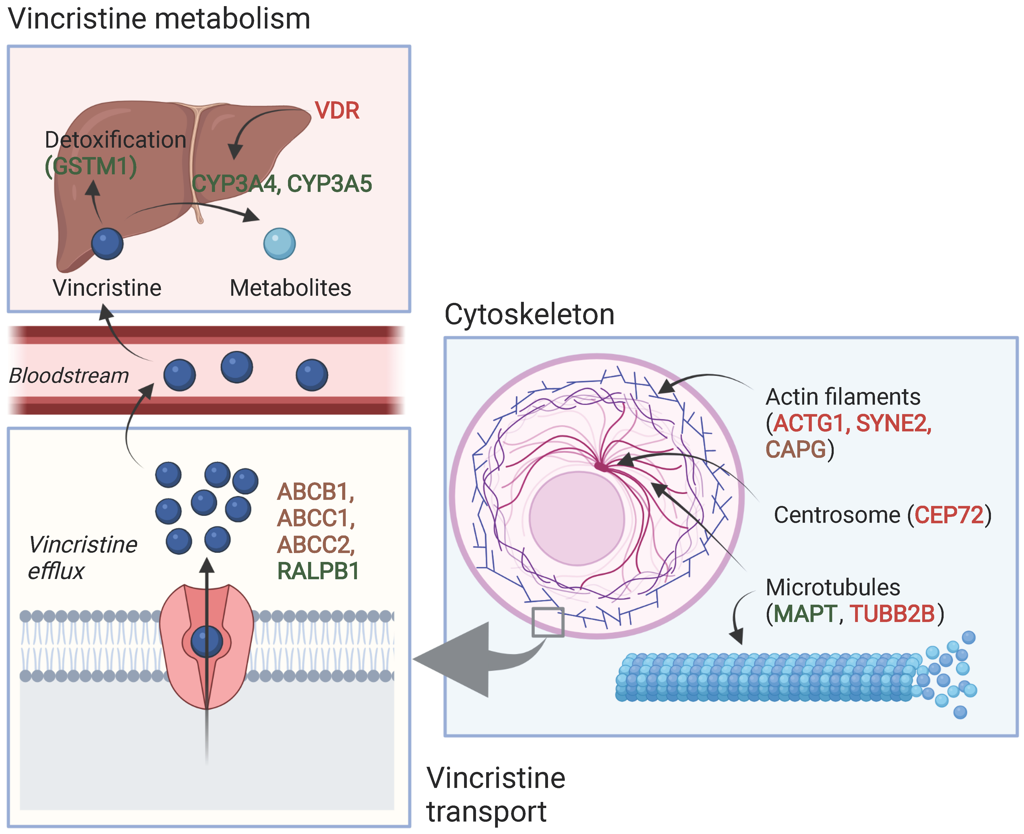 Cancers 14 00612 g002