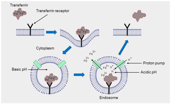 Cancers 14 00622 g003