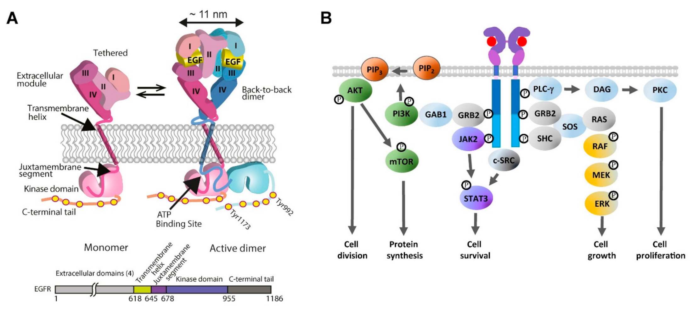 Cancers 14 00686 g002 Cancers 14 00686 g002
