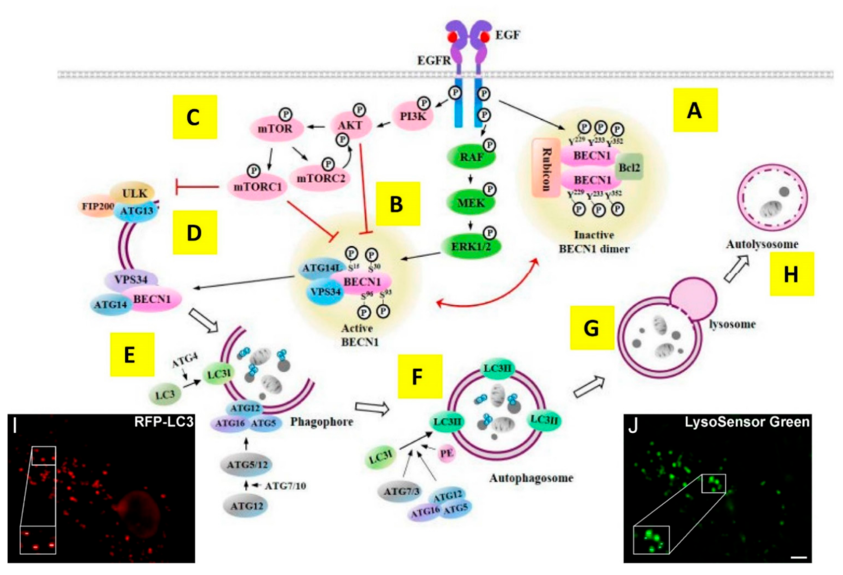 Cancers 14 00686 g004 Cancers 14 00686 g004