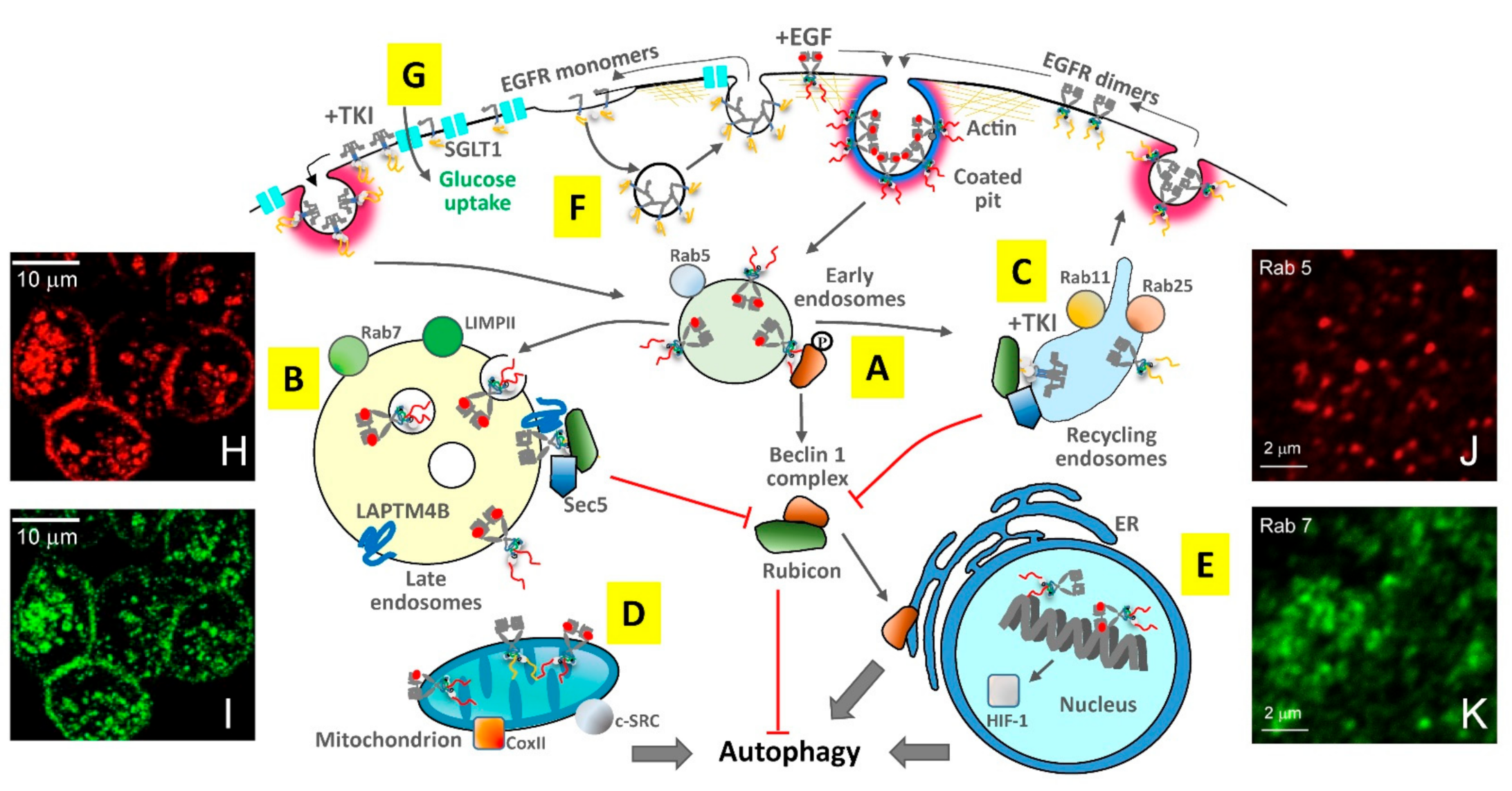 Cancers 14 00686 g005 Cancers 14 00686 g005