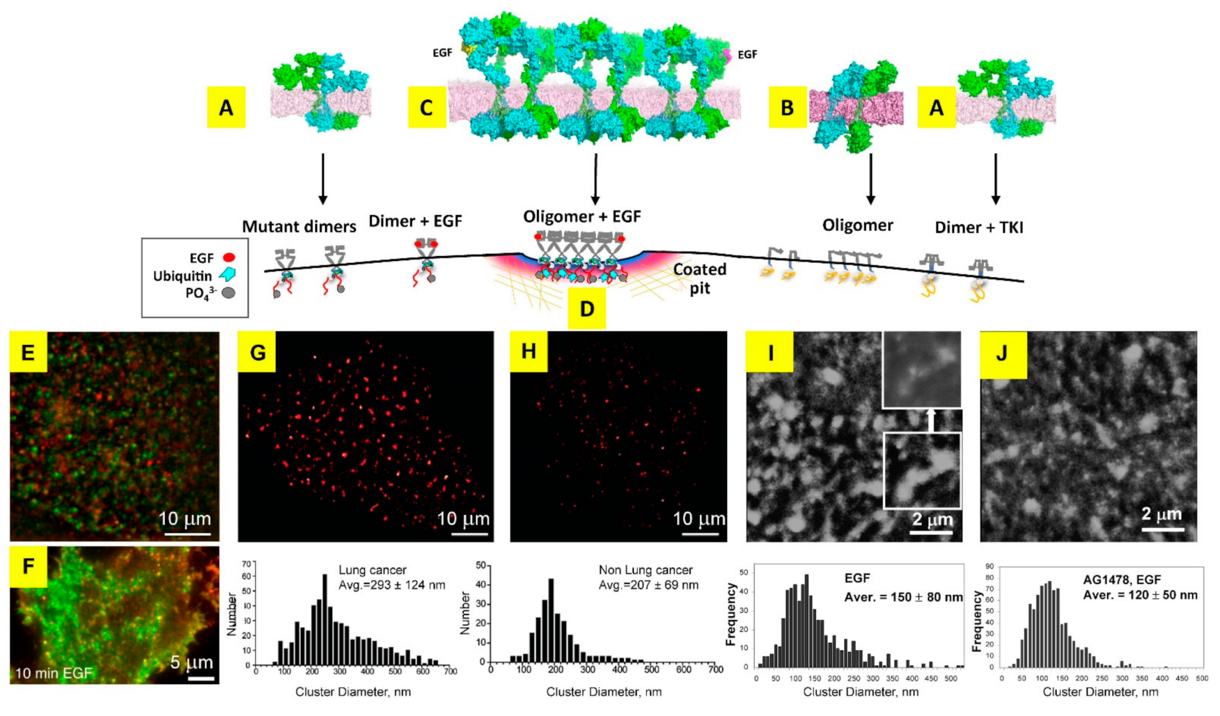 Cancers 14 00686 g006 Cancers 14 00686 g006