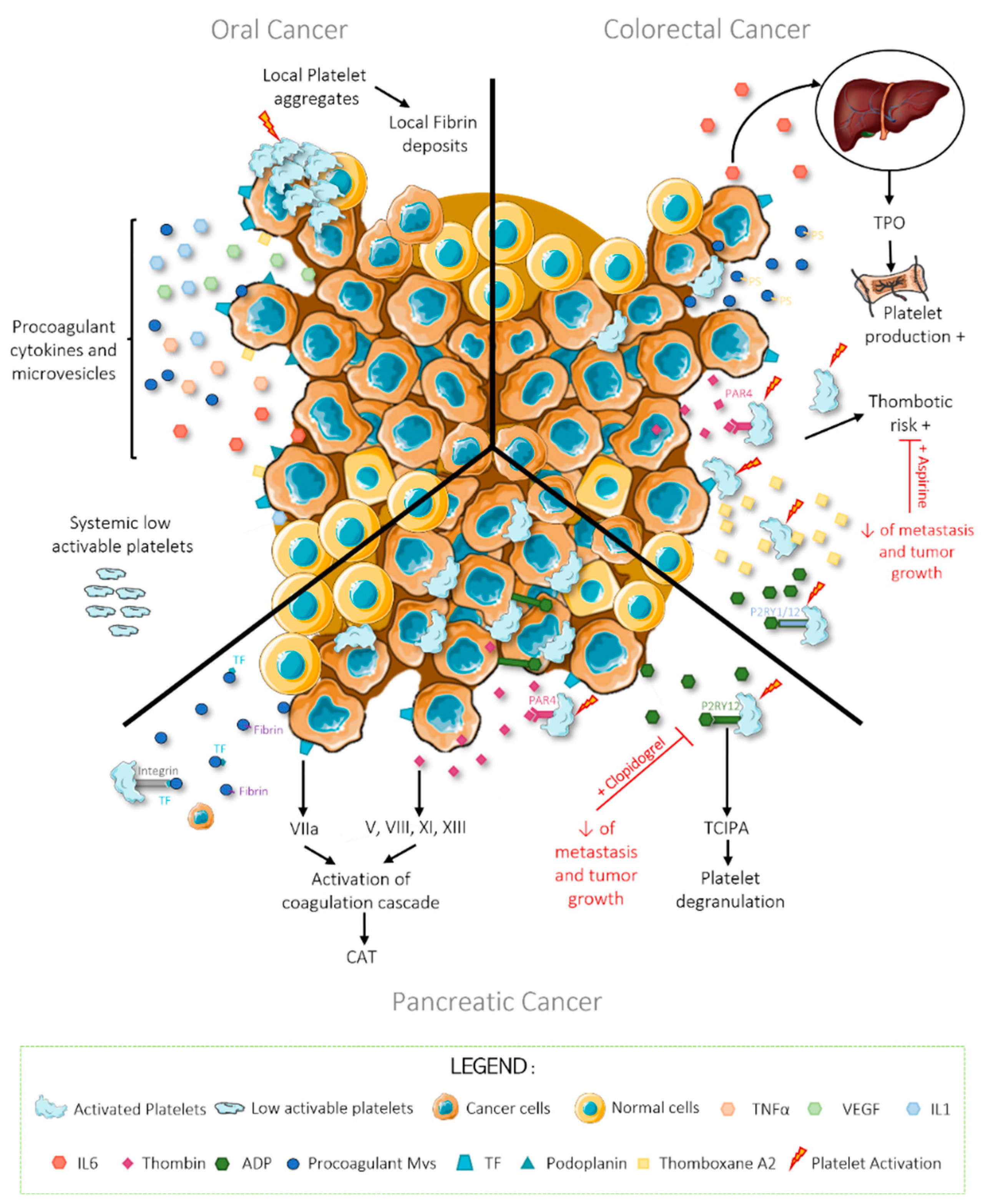 Cancers 14 00730 g002