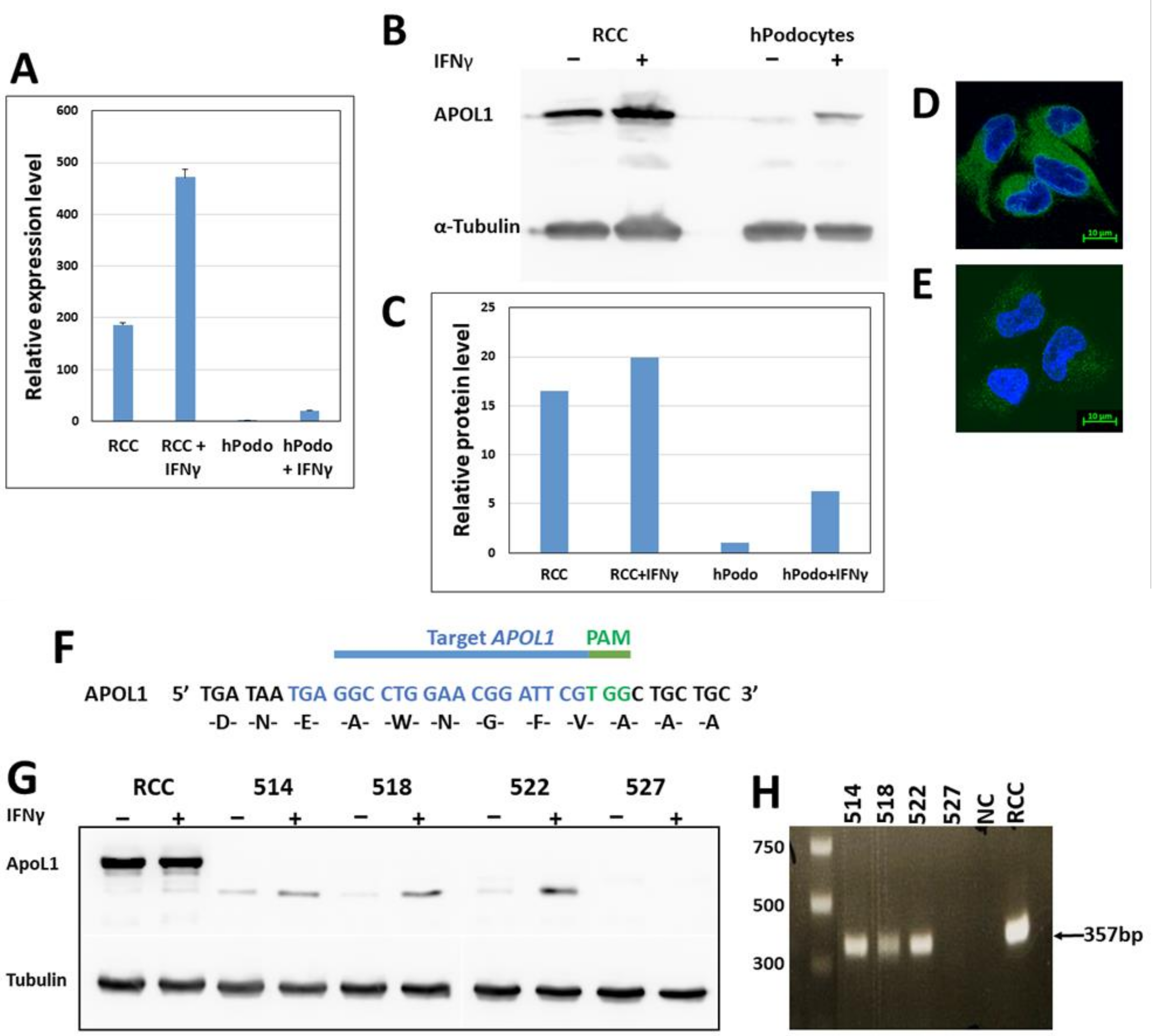 Cancers 14 00733 g001