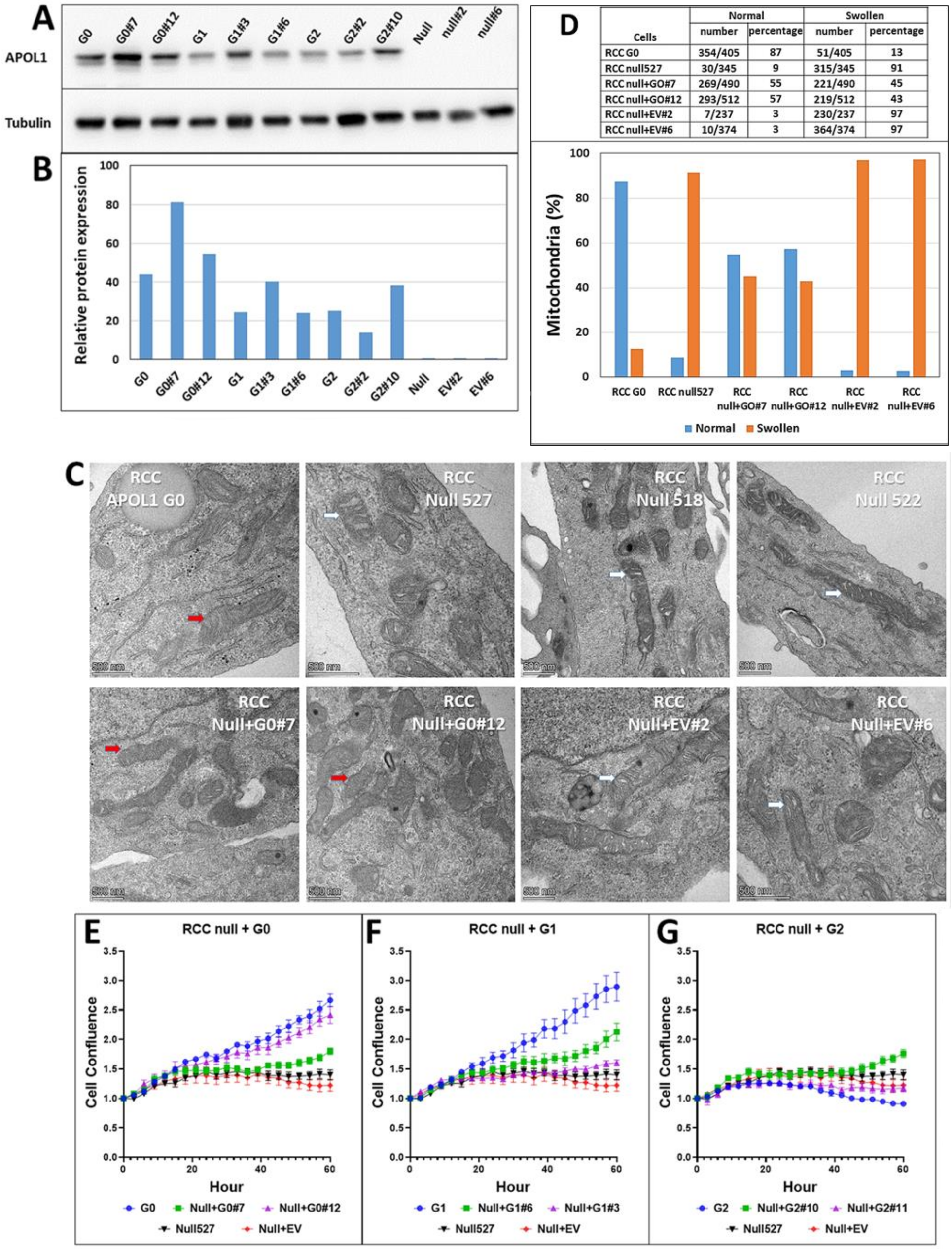 Cancers 14 00733 g005